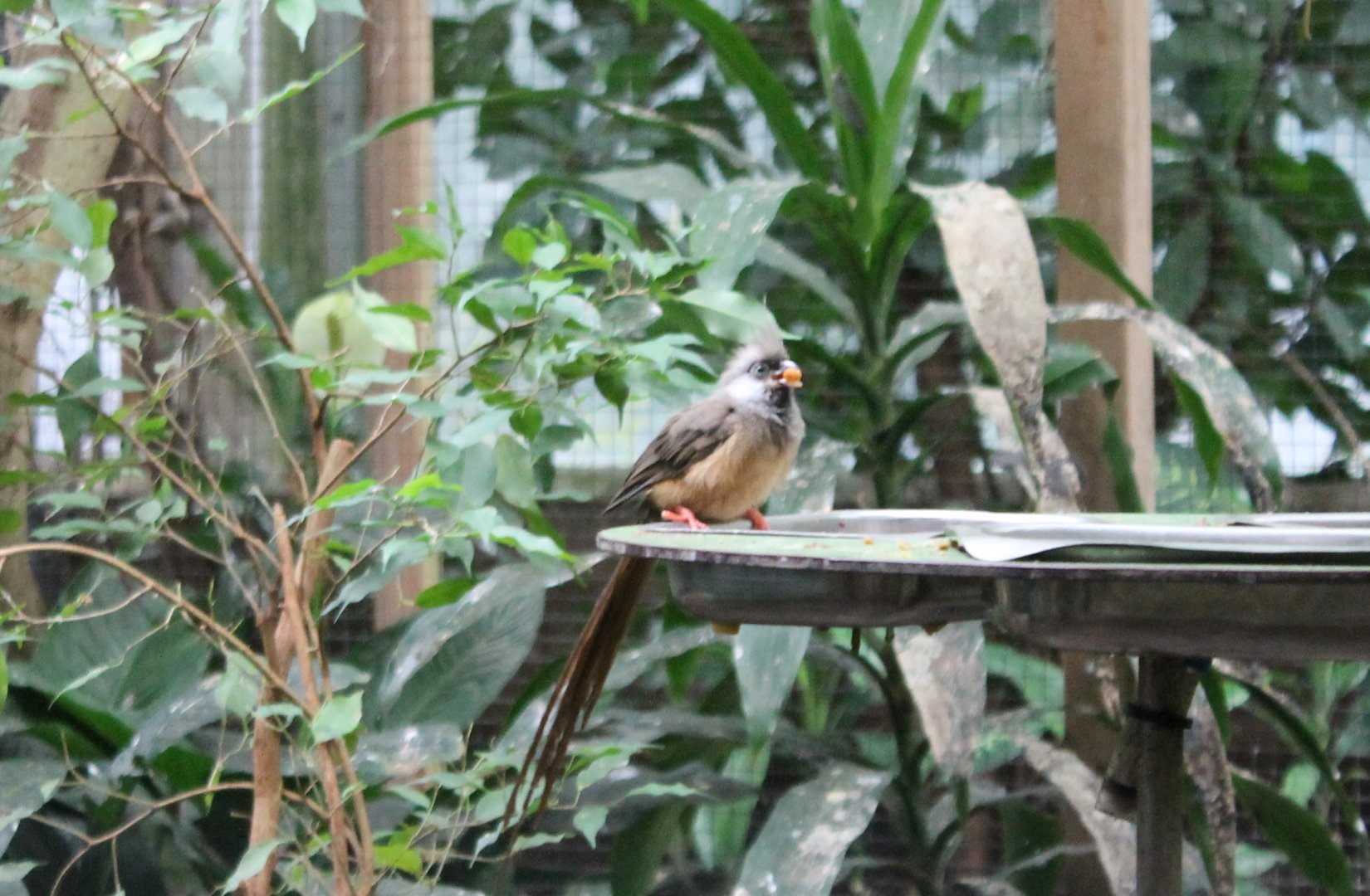 Striated mousebird