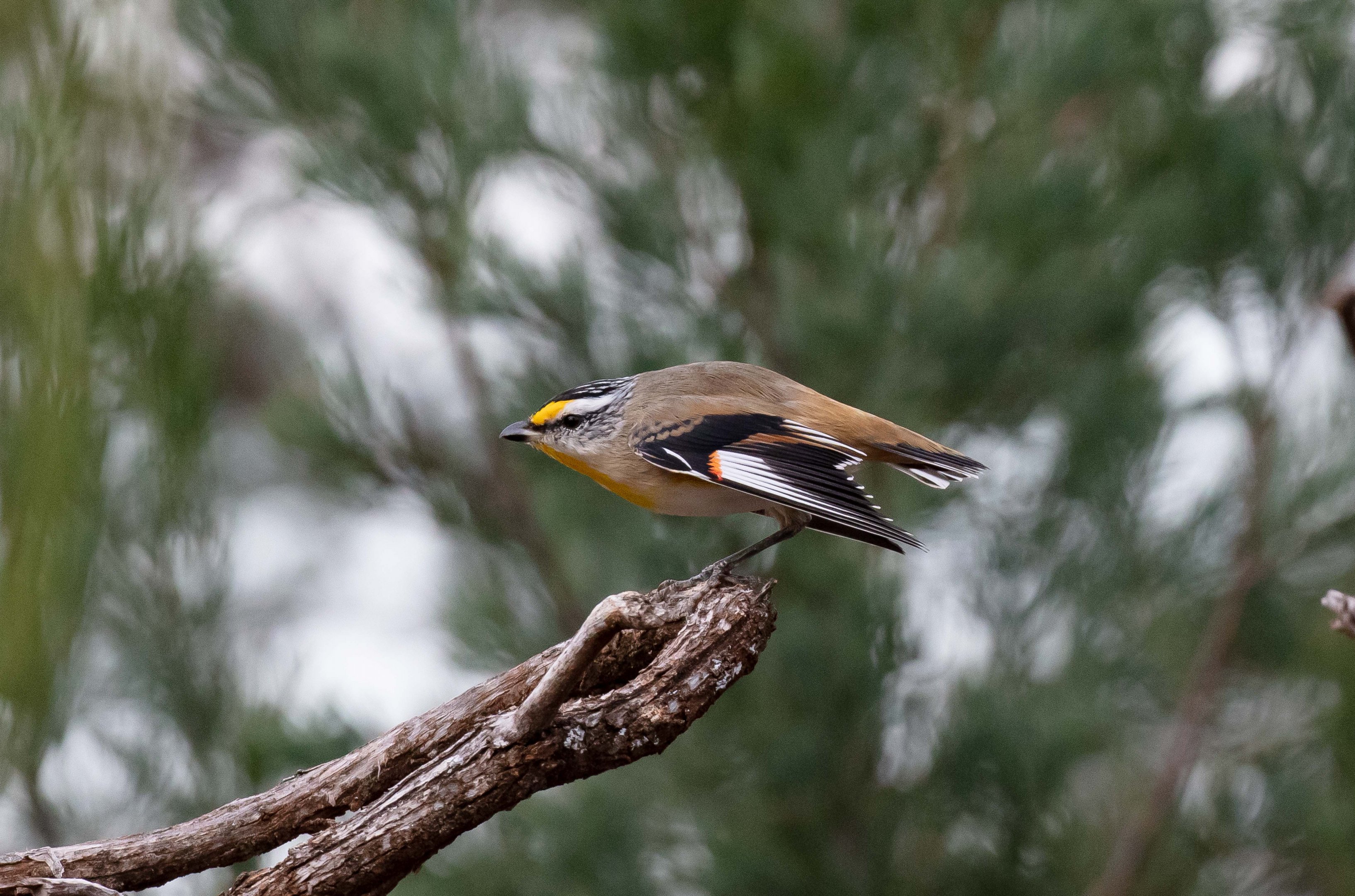 Striated Pardalote displaying to female