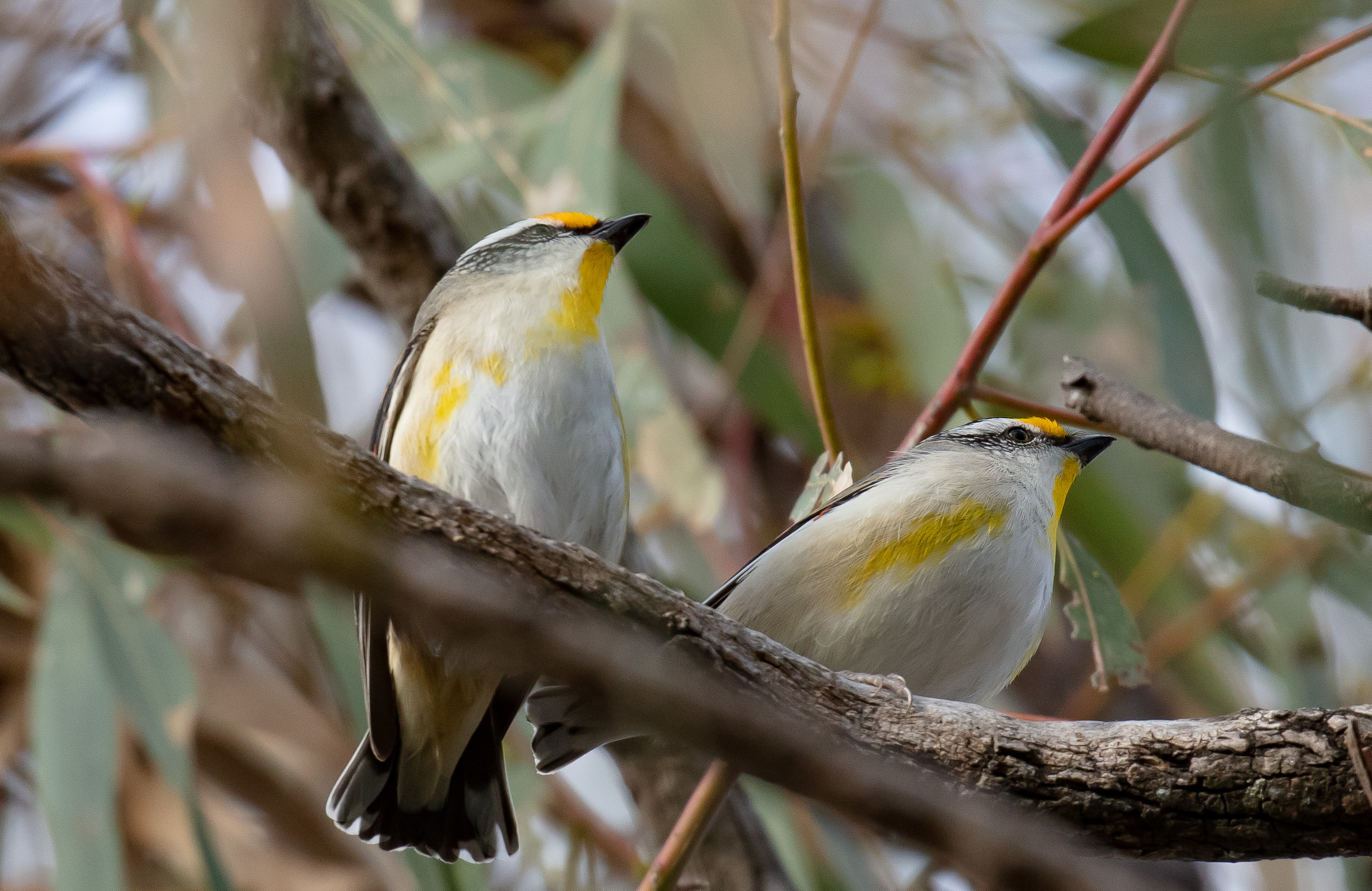 Striated Pardalote pair