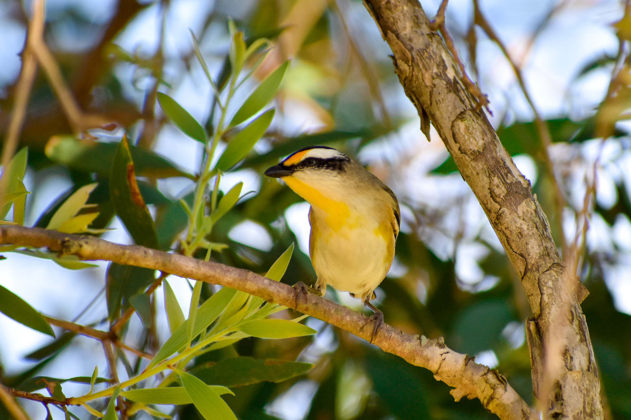 Striated Pardalote (Pardalotus striatus)