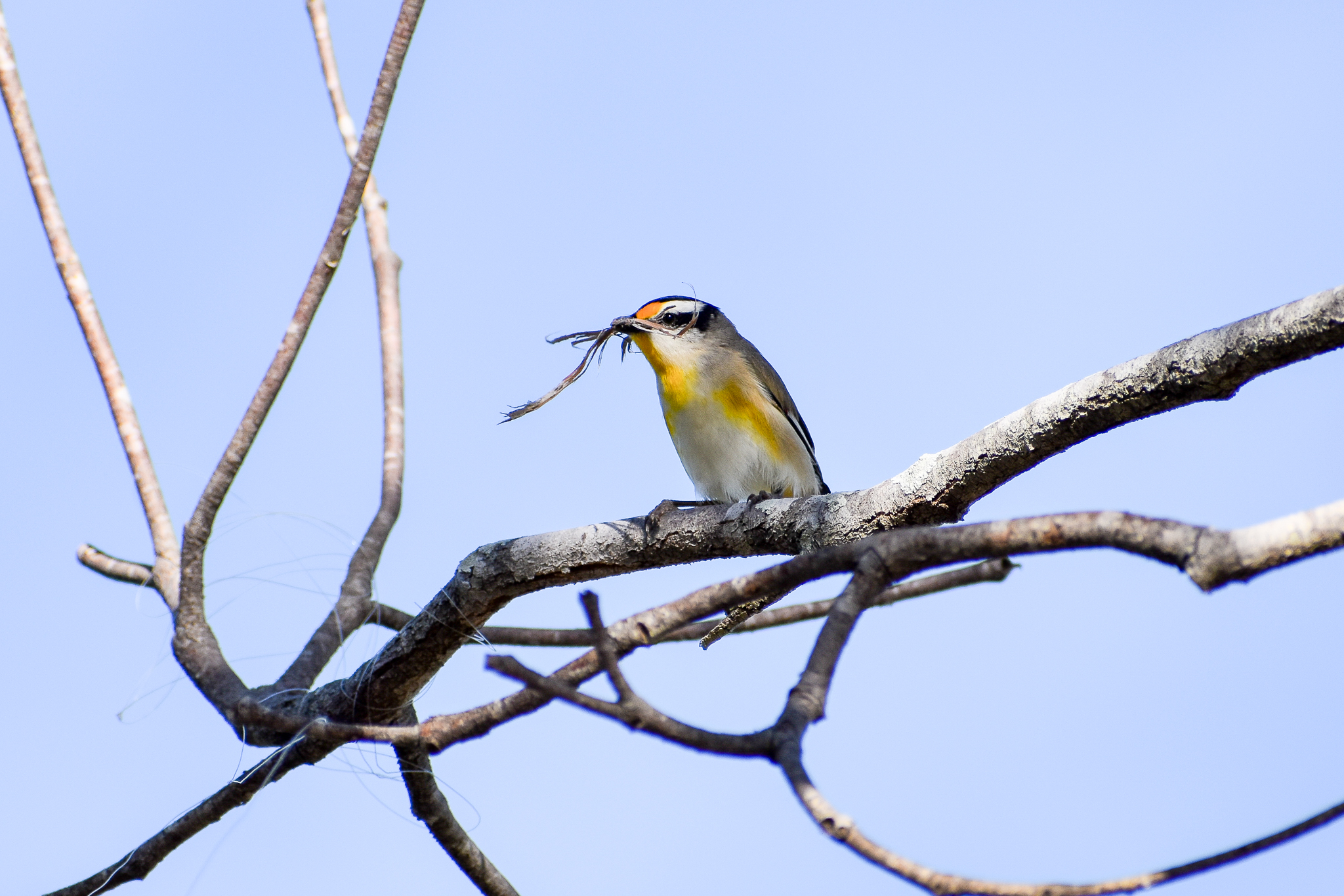 Striated Pardalote (Pardalotus striatus)
