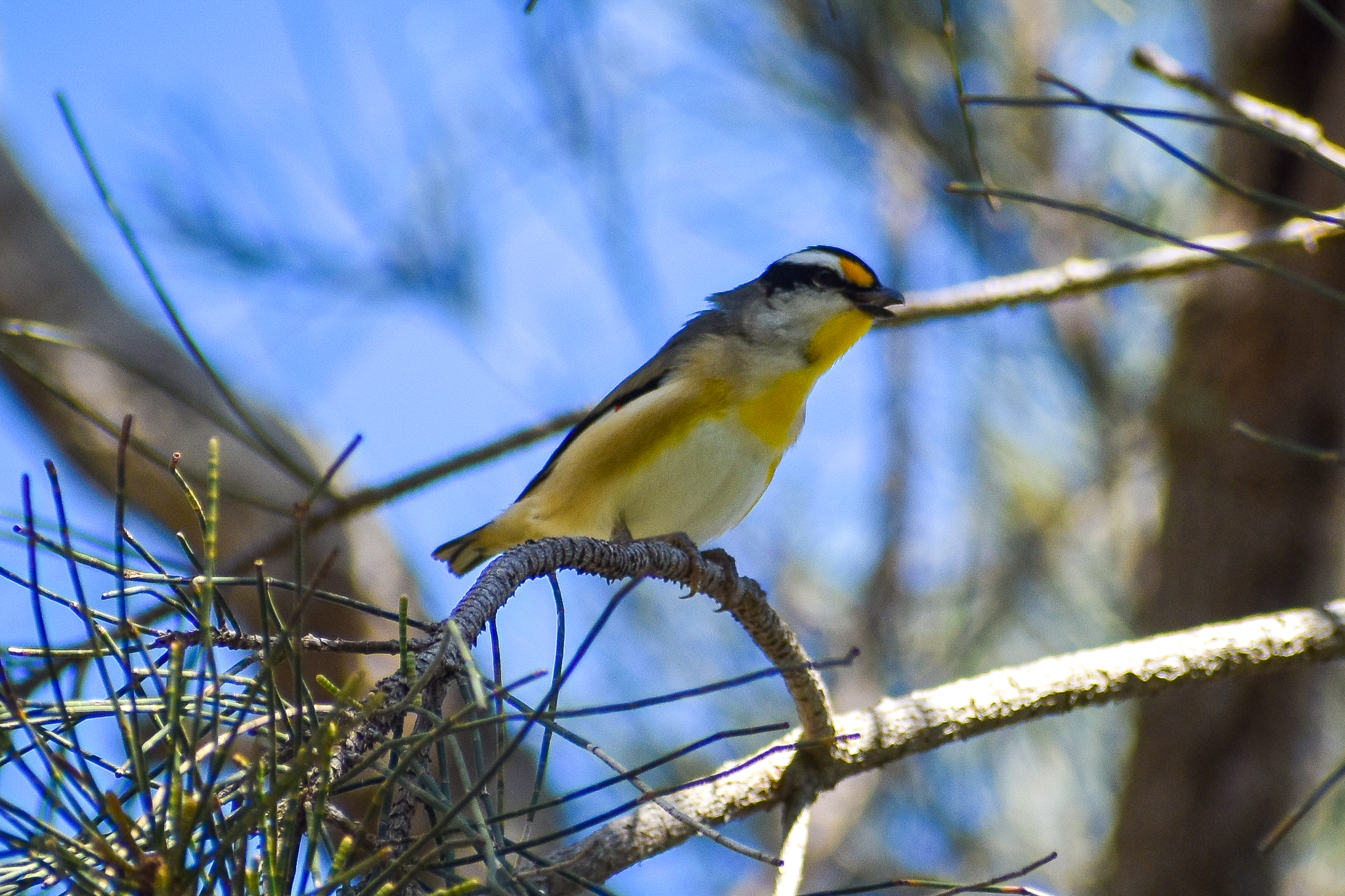 Striated Pardalote (Pardalotus striatus)