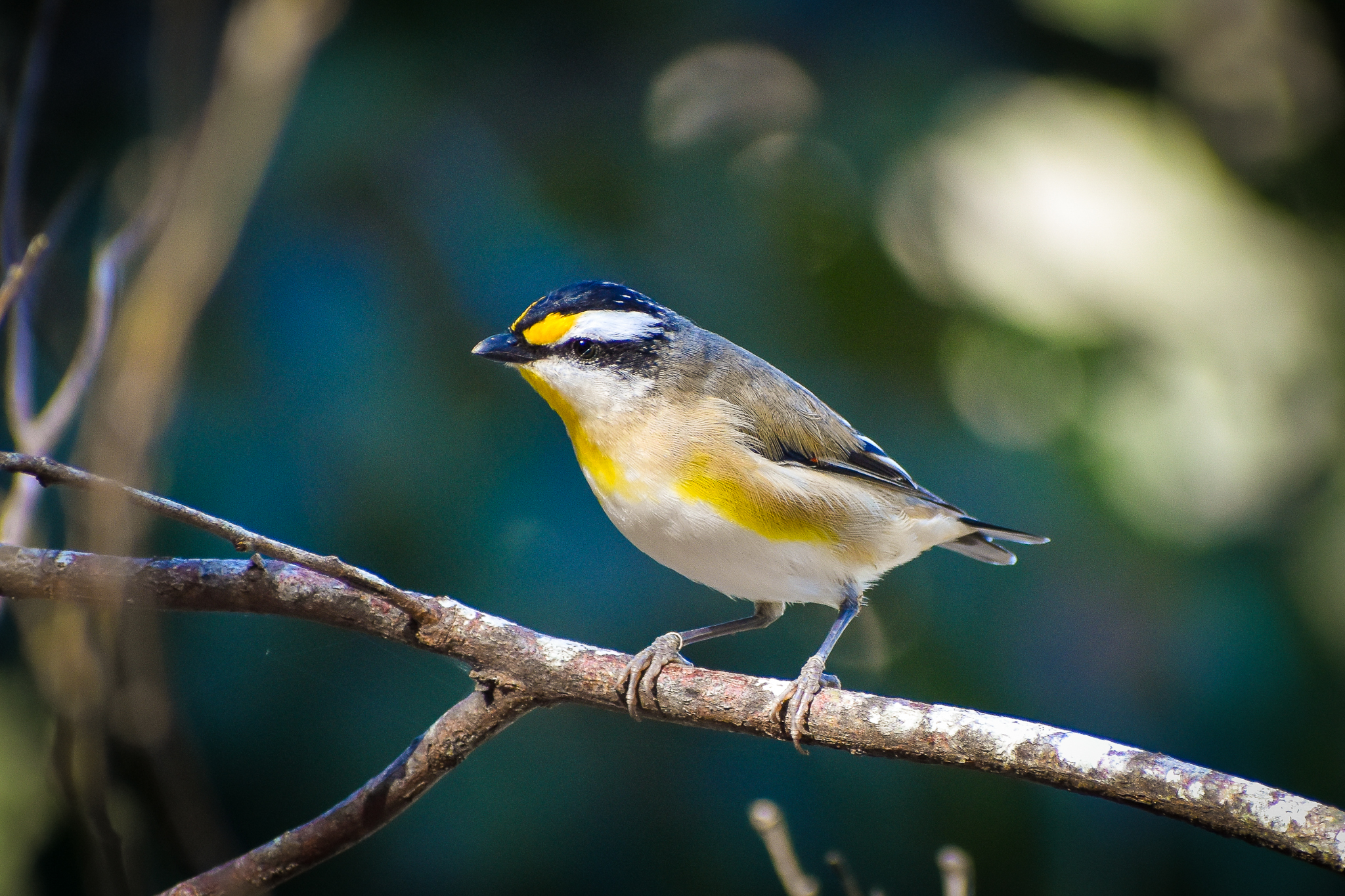 Striated Pardalote (Pardalotus striatus)