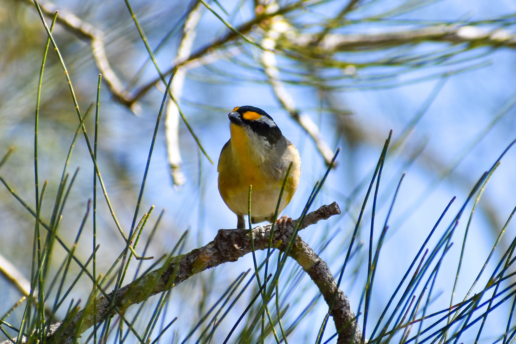 Striated Pardalote (Pardalotus striatus)
