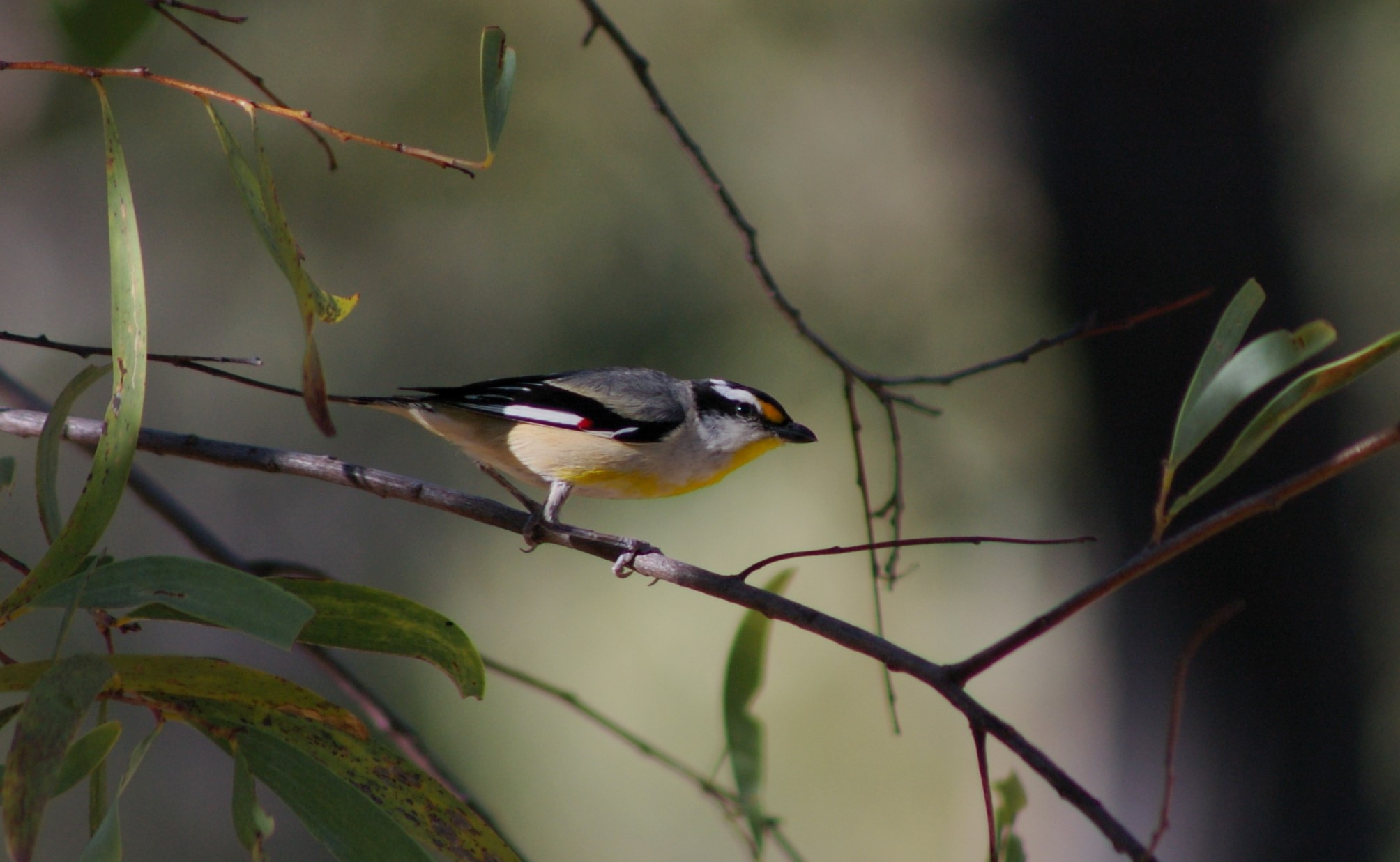 Striated Pardalote (Pardalotus striatus)