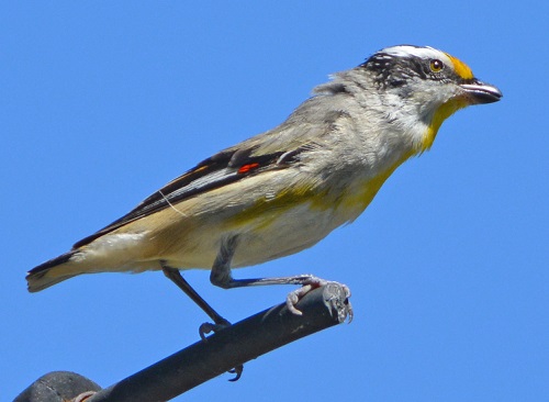 Striated pardalote