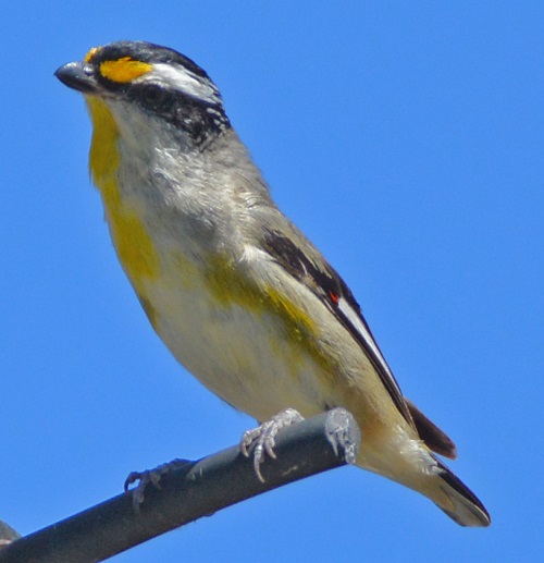 Striated pardalote.