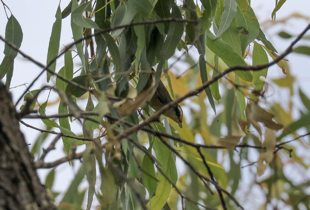 Striated Pardalote
