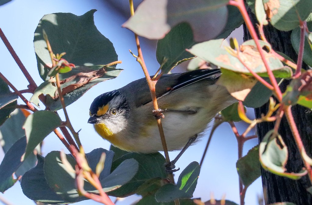 Striated Pardalote