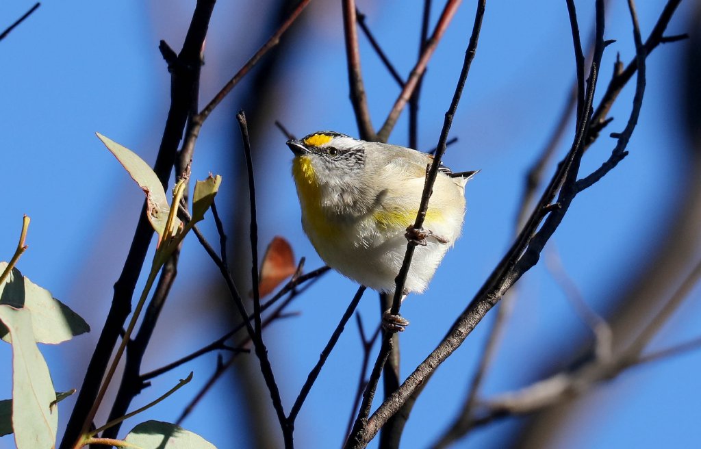 Striated Pardalote