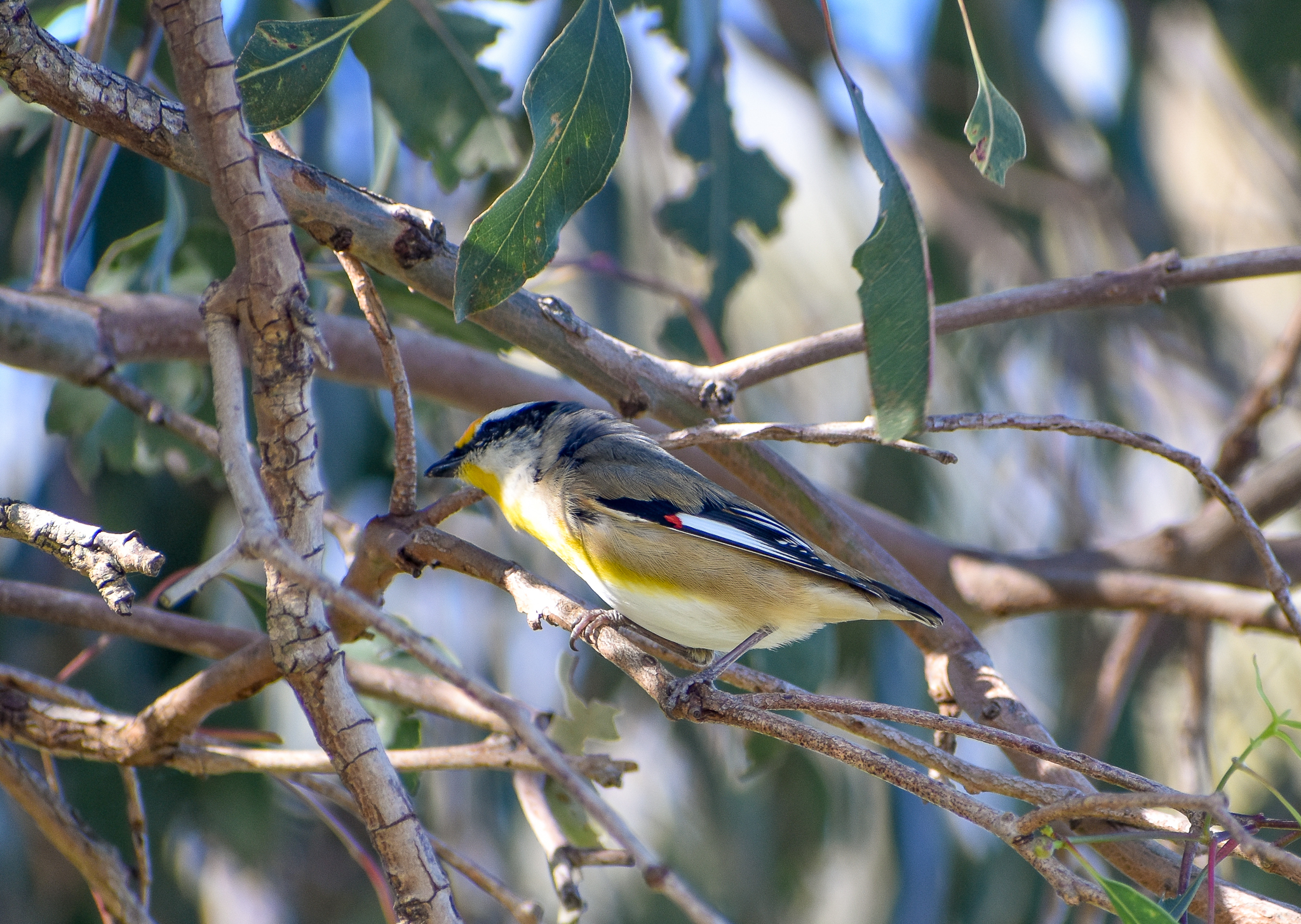 Striated Pardalote