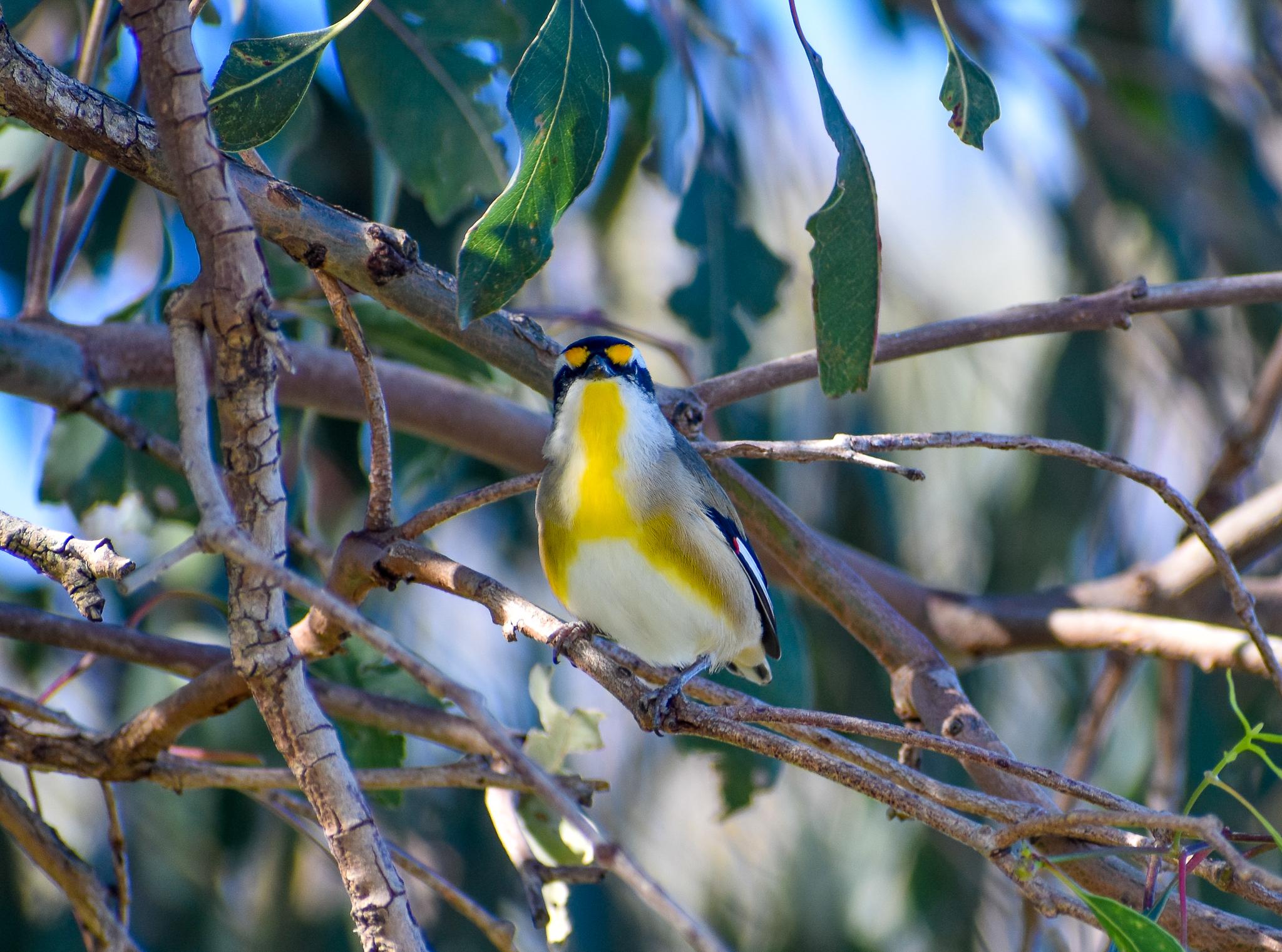 Striated Pardalote