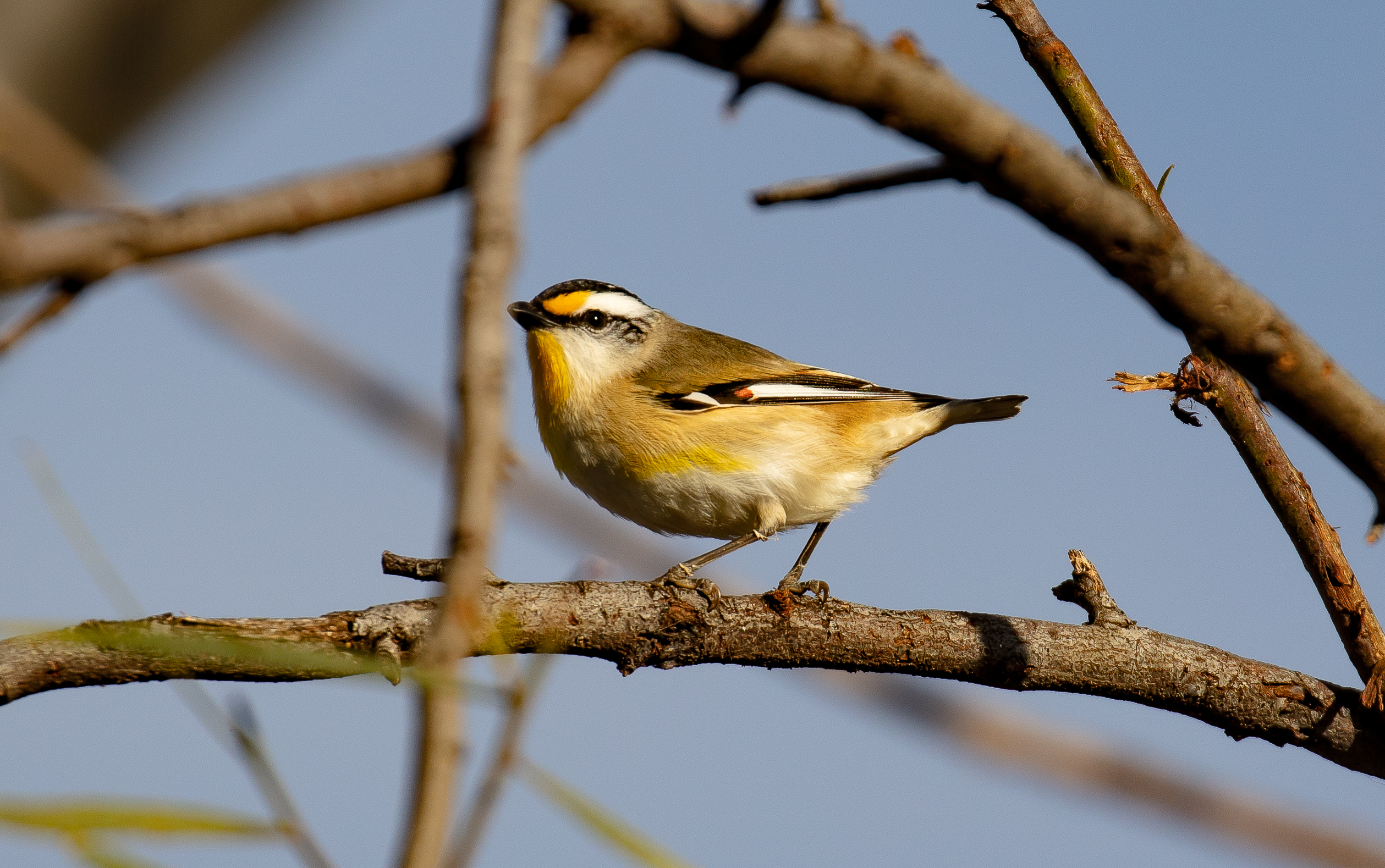 Striated Pardalote