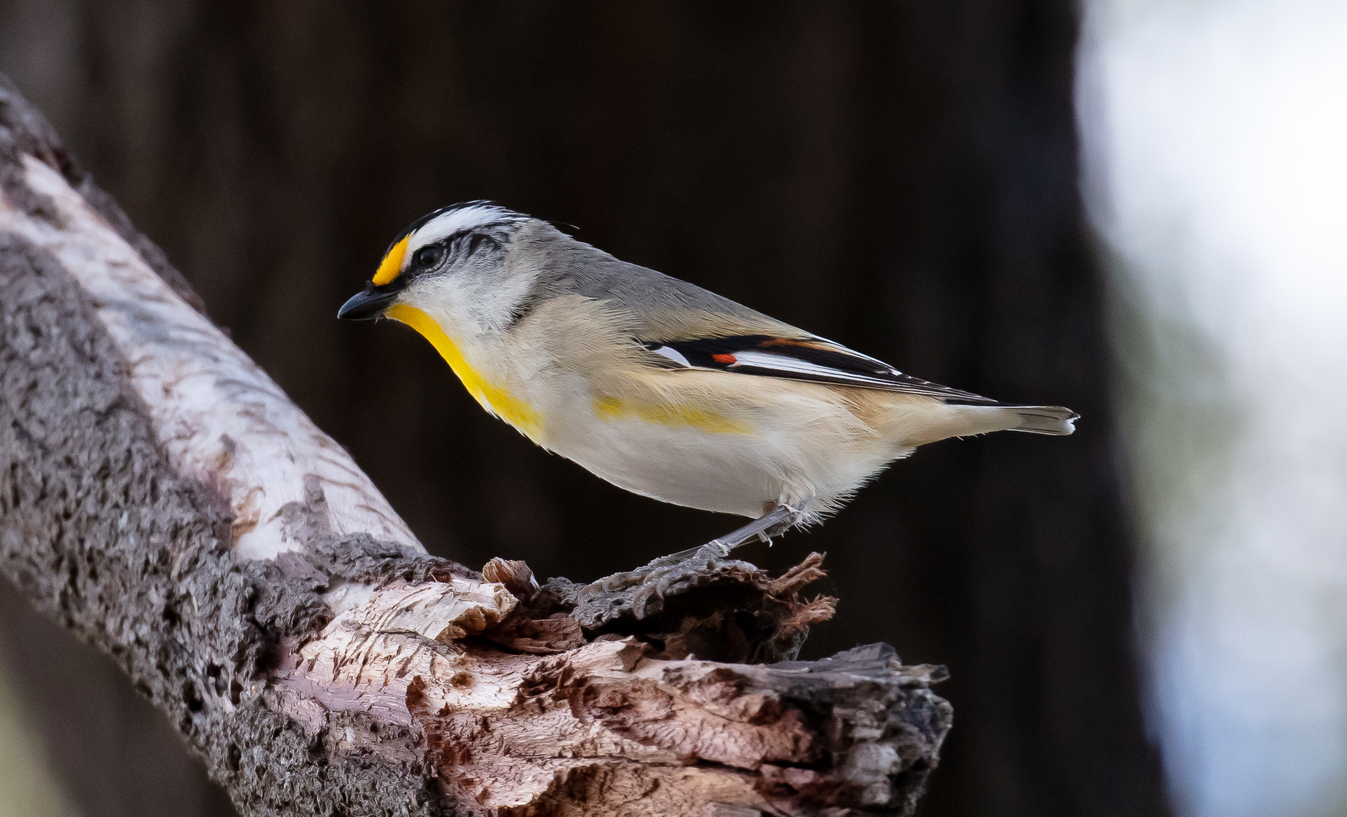 Striated Pardalote