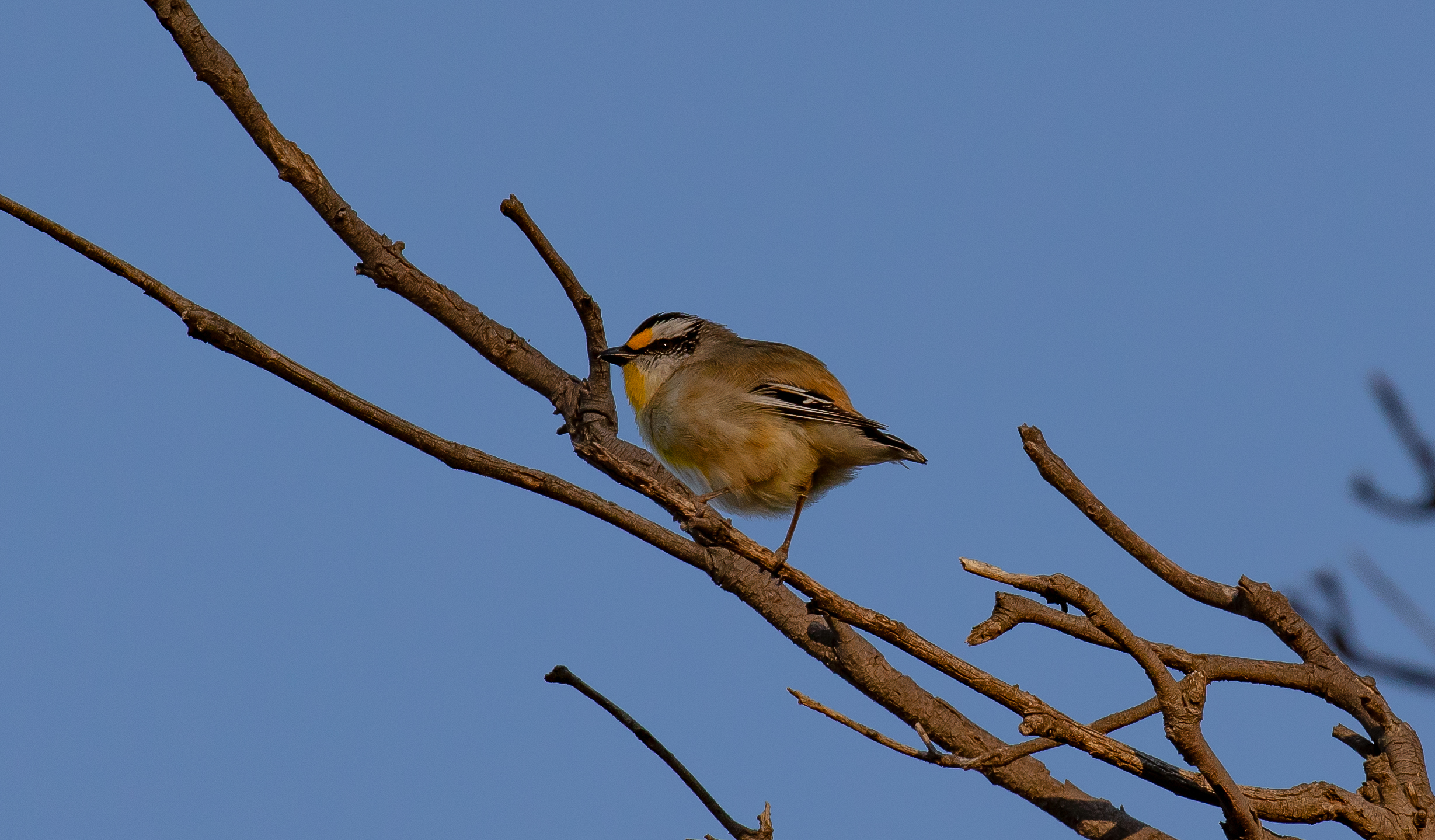 Striated Pardalote