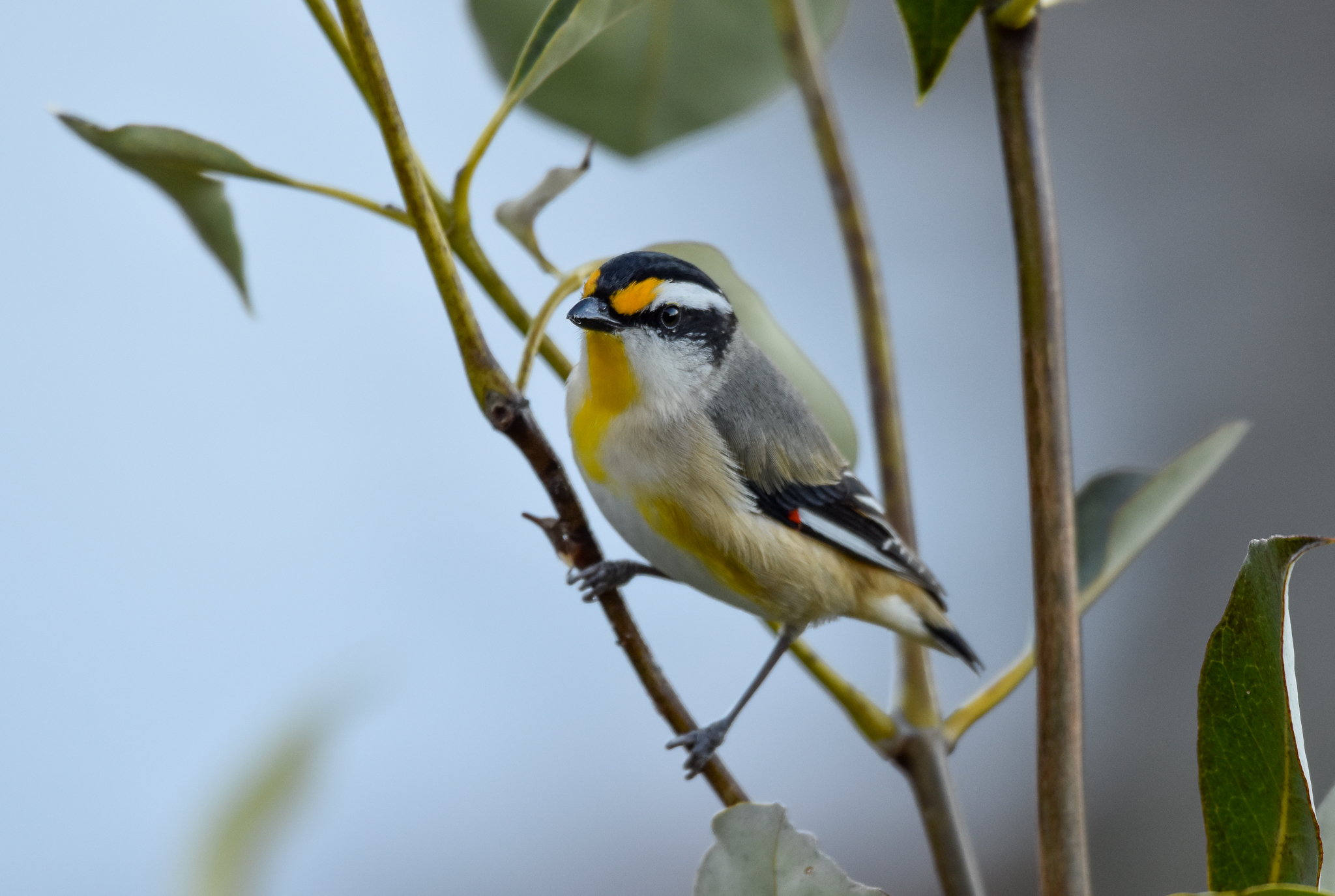 Striated Pardalote