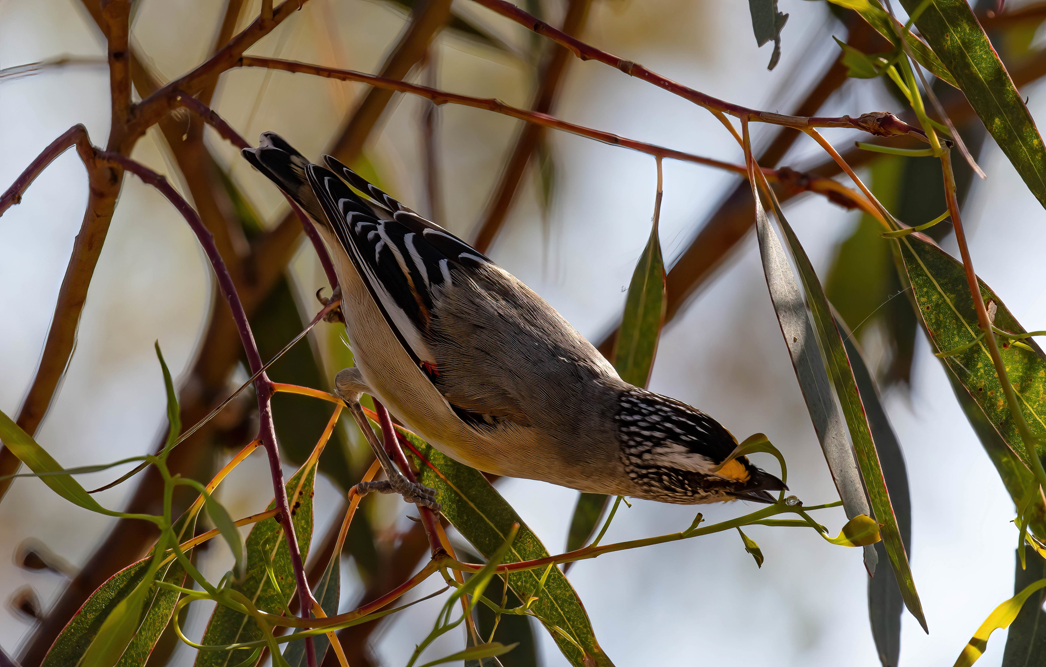 Striated Pardalote
