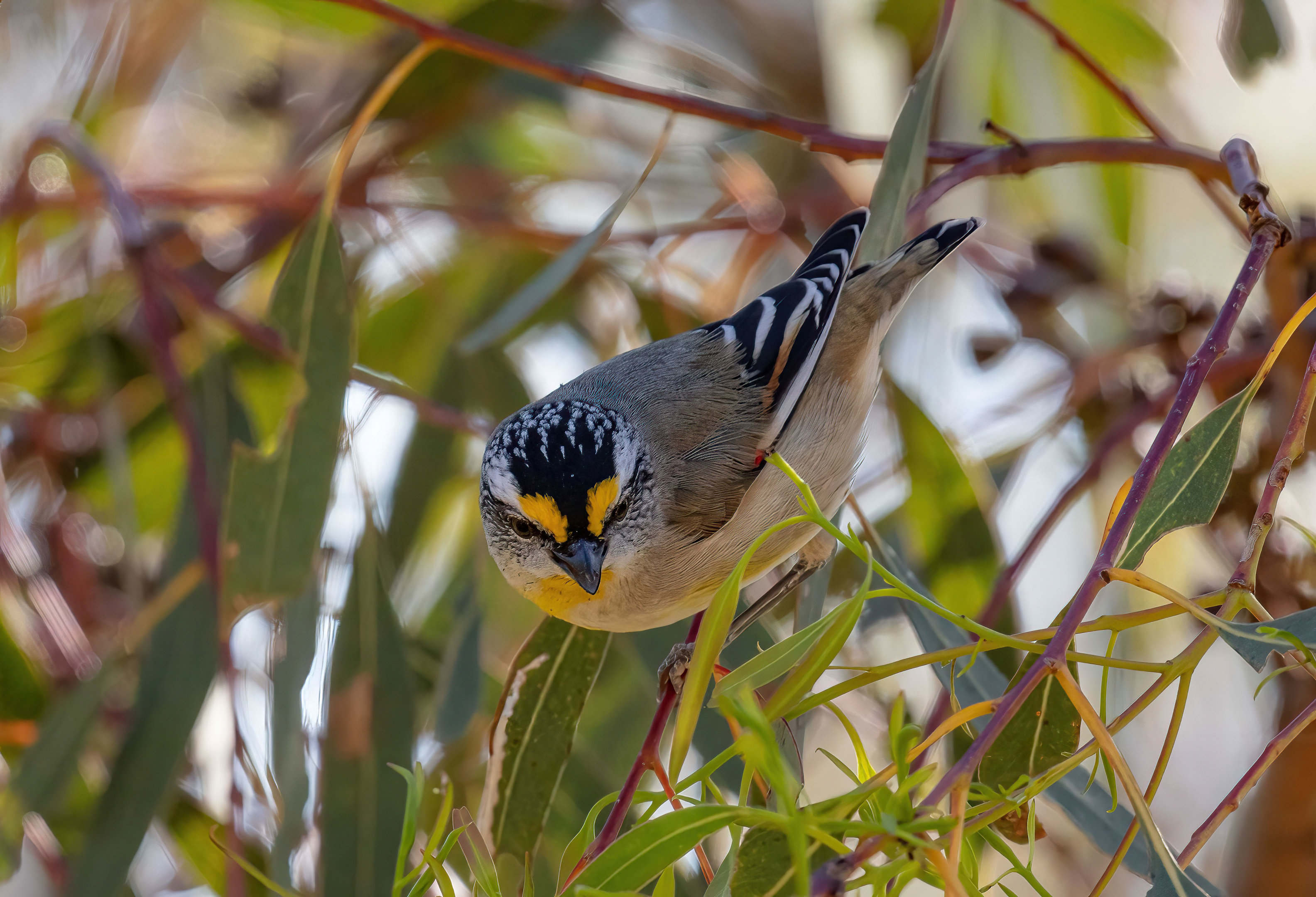 Striated Pardalote