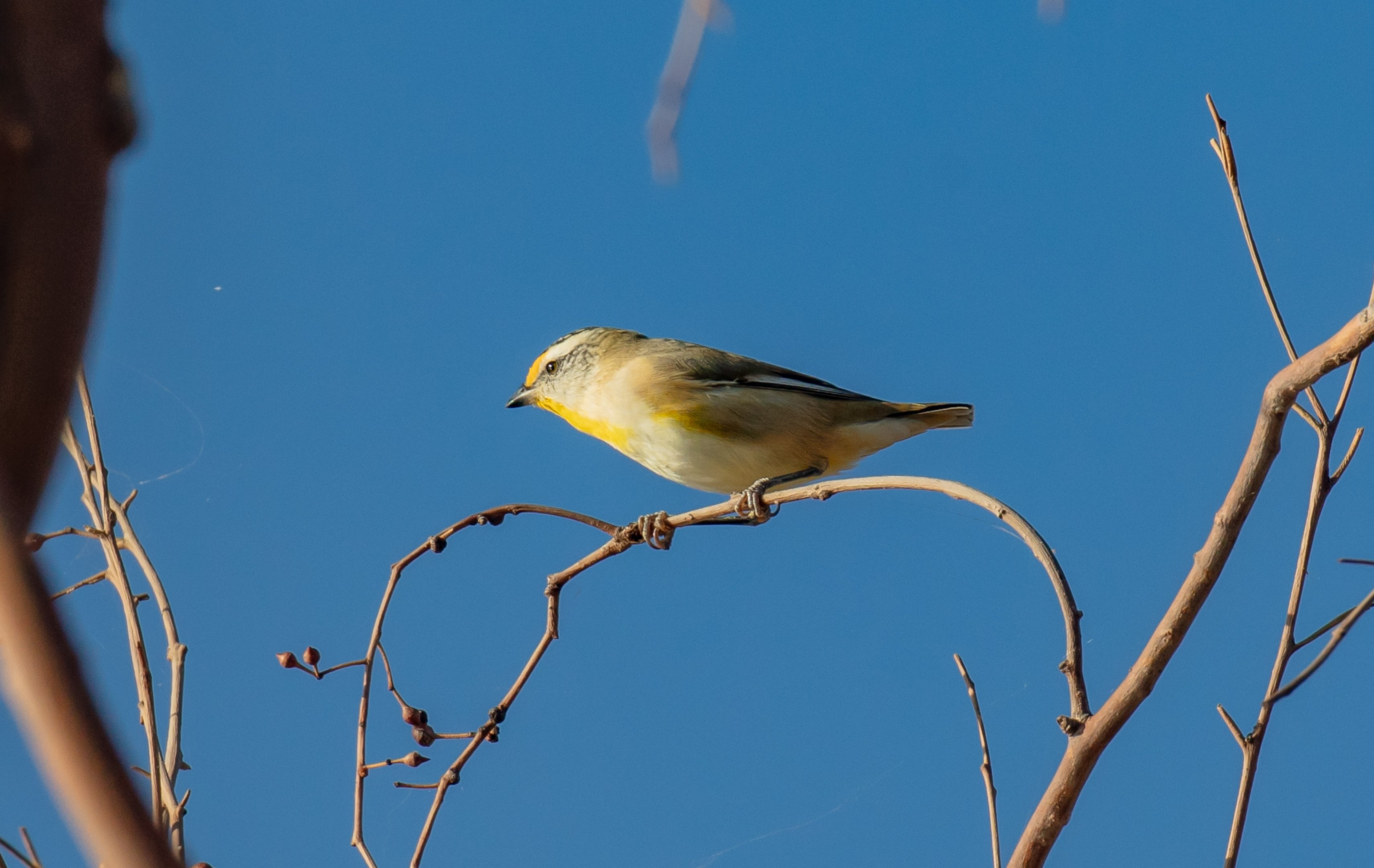 Striated Pardalote