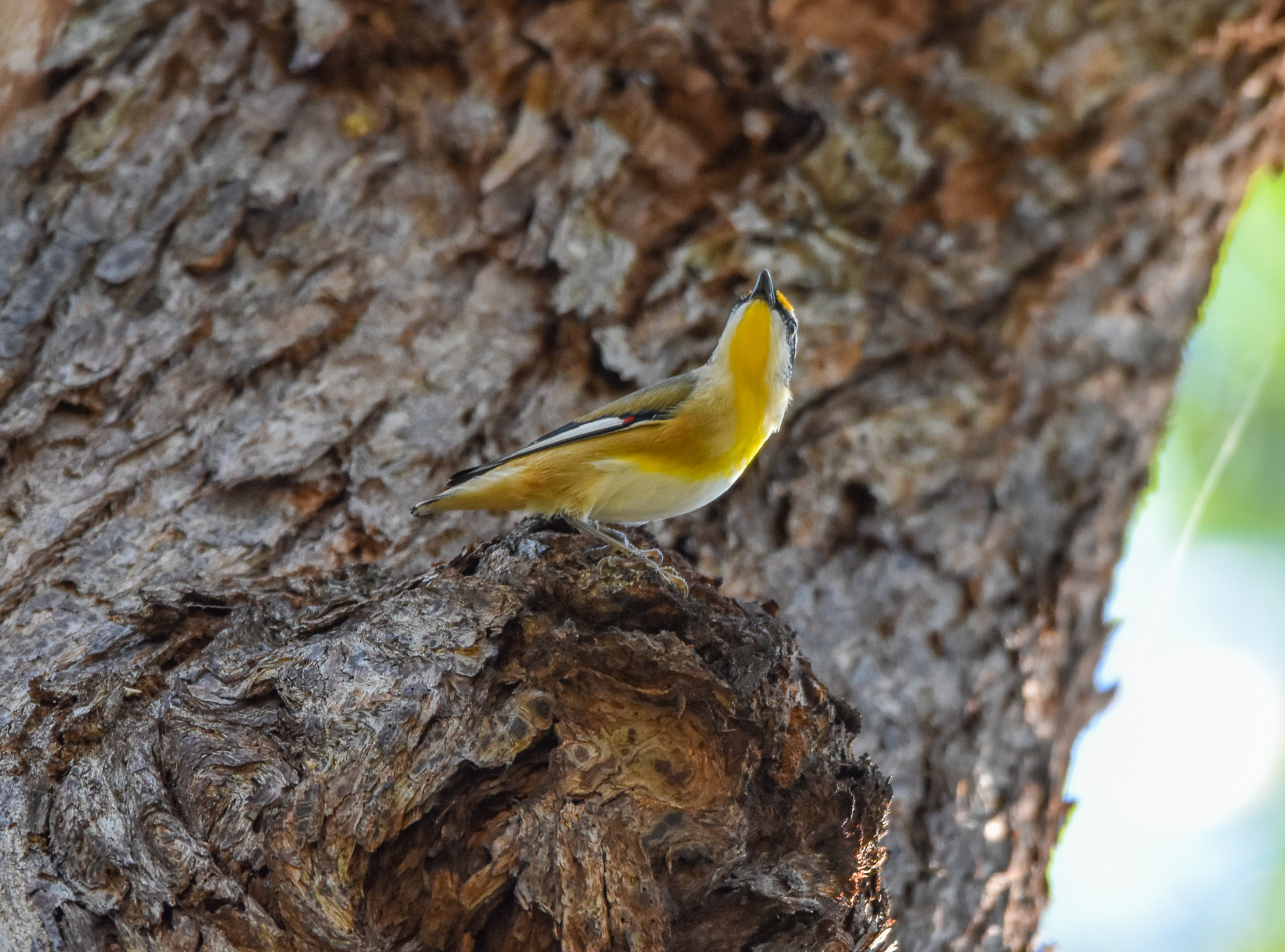Striated Pardalote