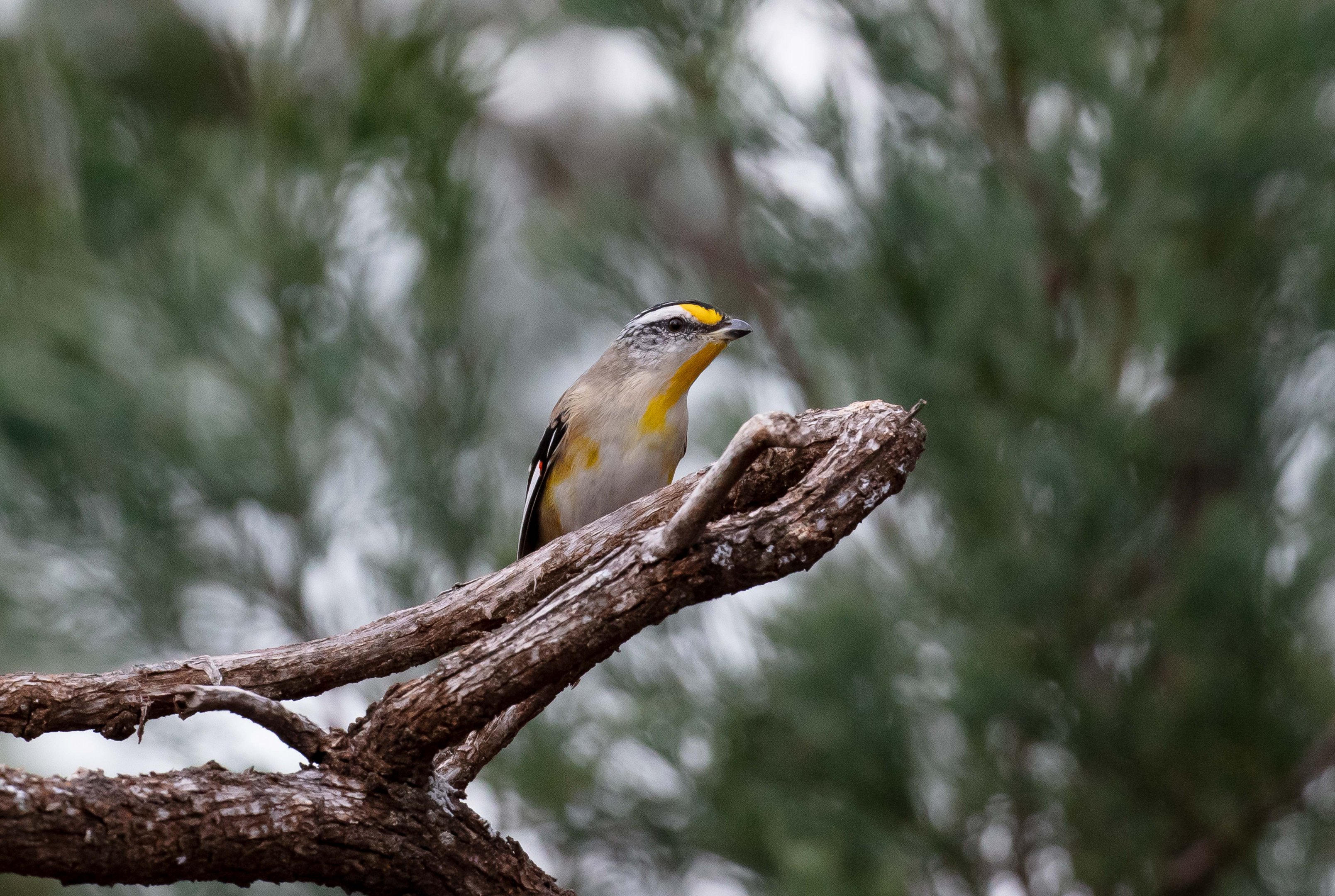 Striated Pardalote