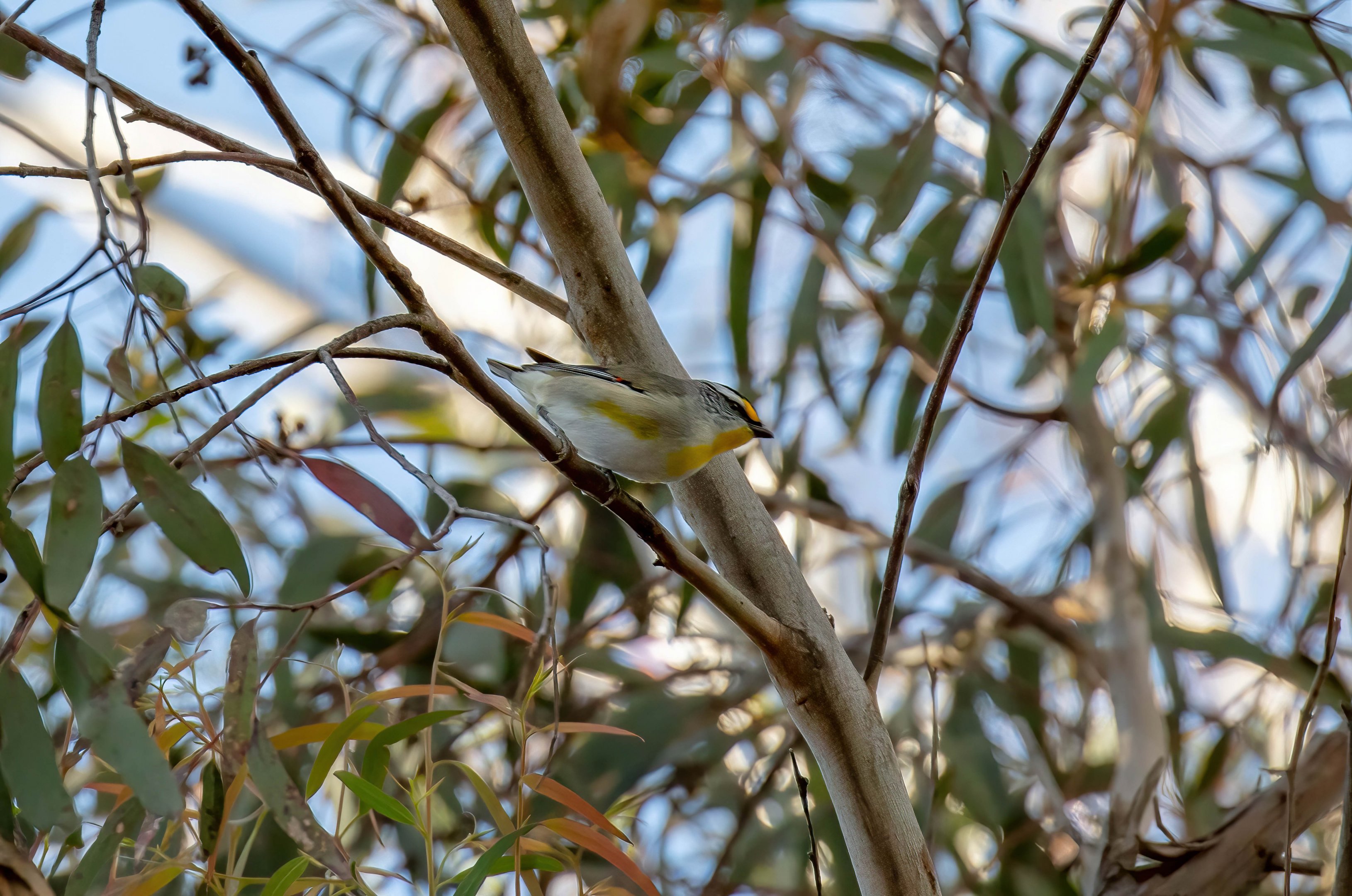 Striated Pardalote