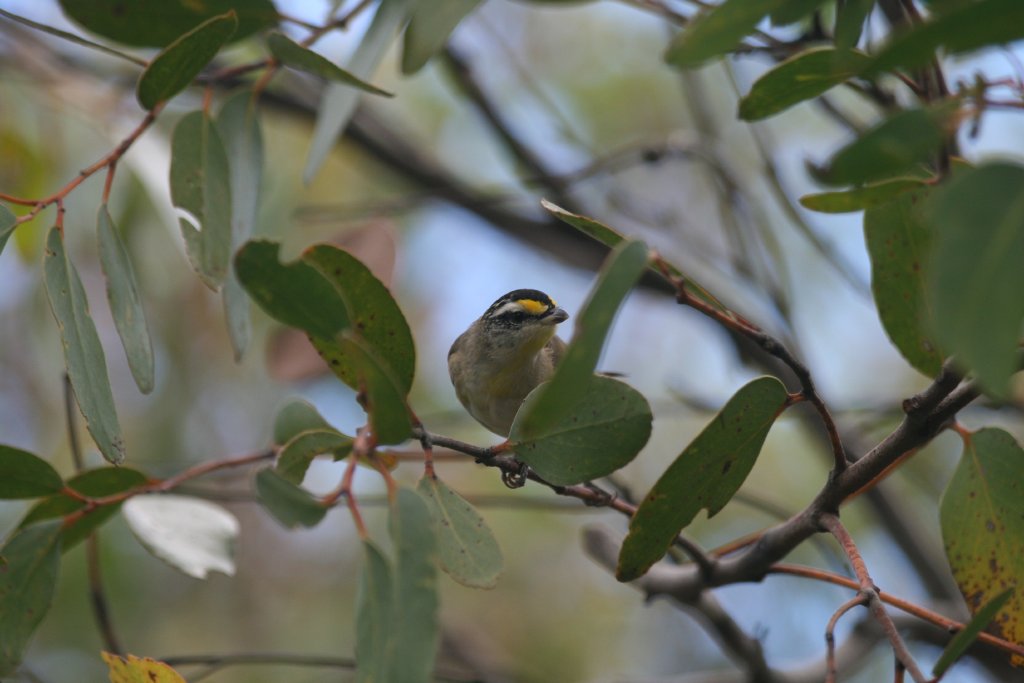 Striated Pardalote