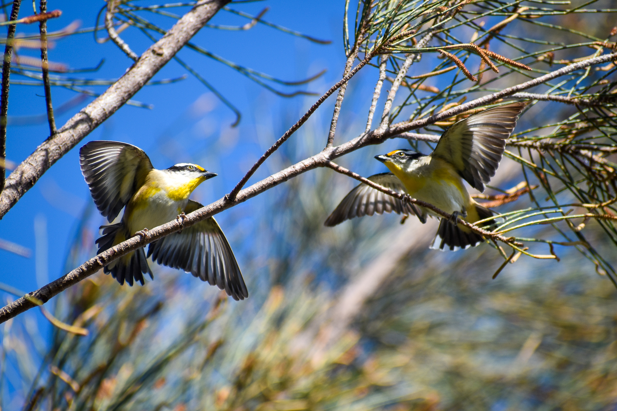 Striated Pardalotes - courtship display