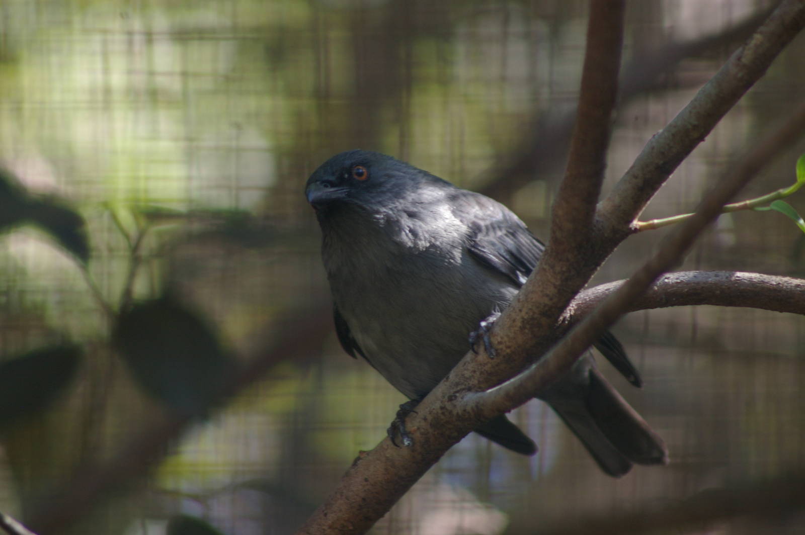 striated starling (Aplonis striata)