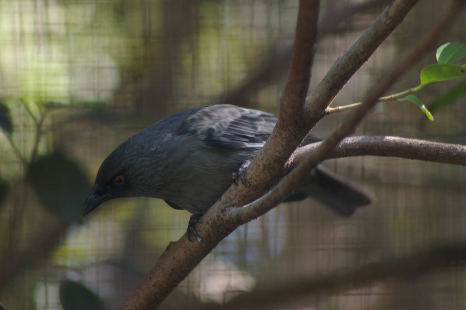 striated starling (Aplonis striata)