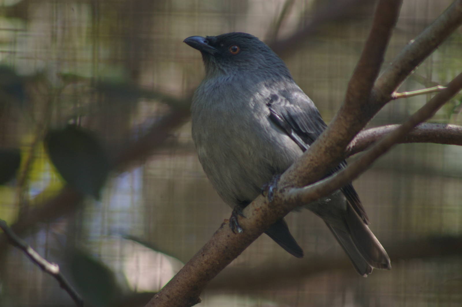 striated starling (Aplonis striata)