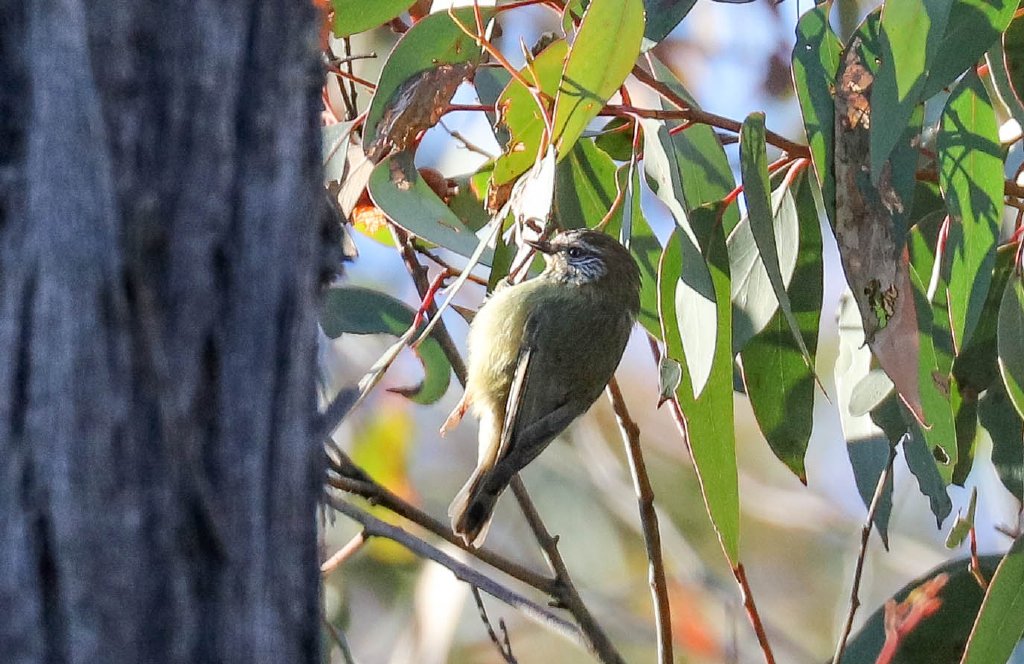 Striated Thornbill