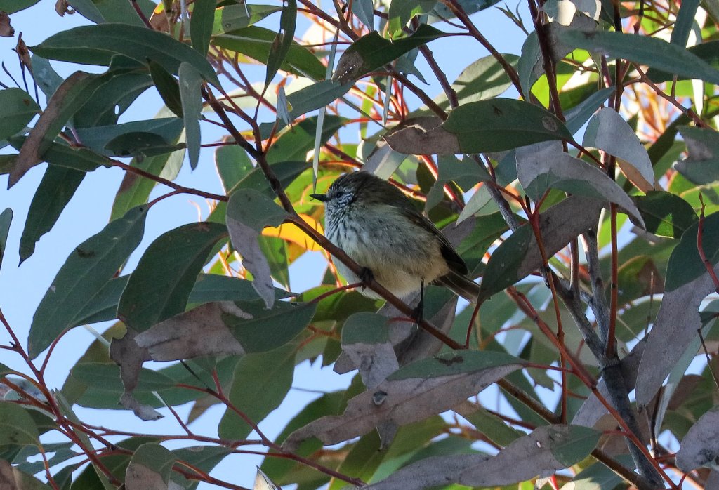 Striated Thornbill