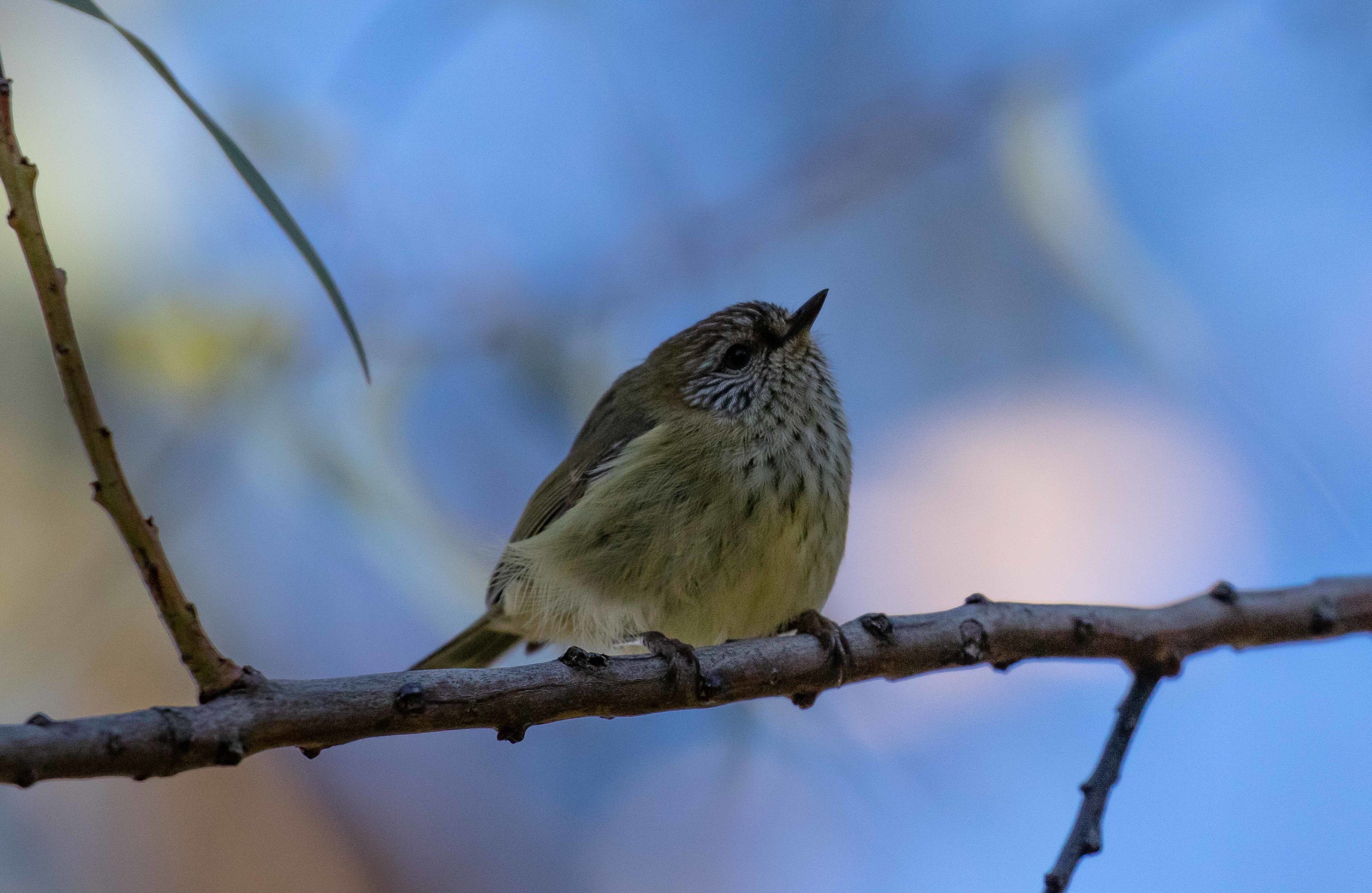 Striated Thornbill