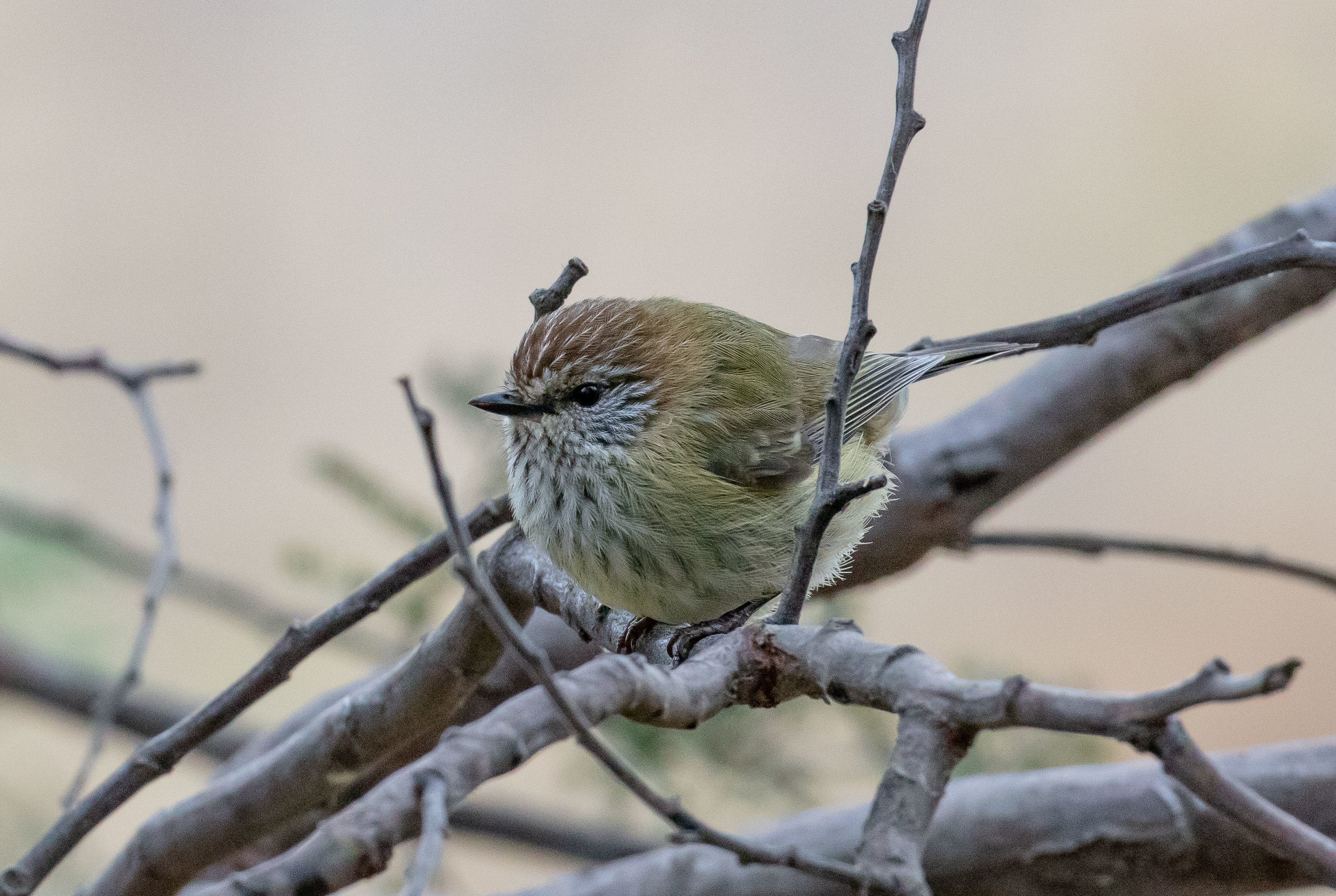 Striated Thornbill