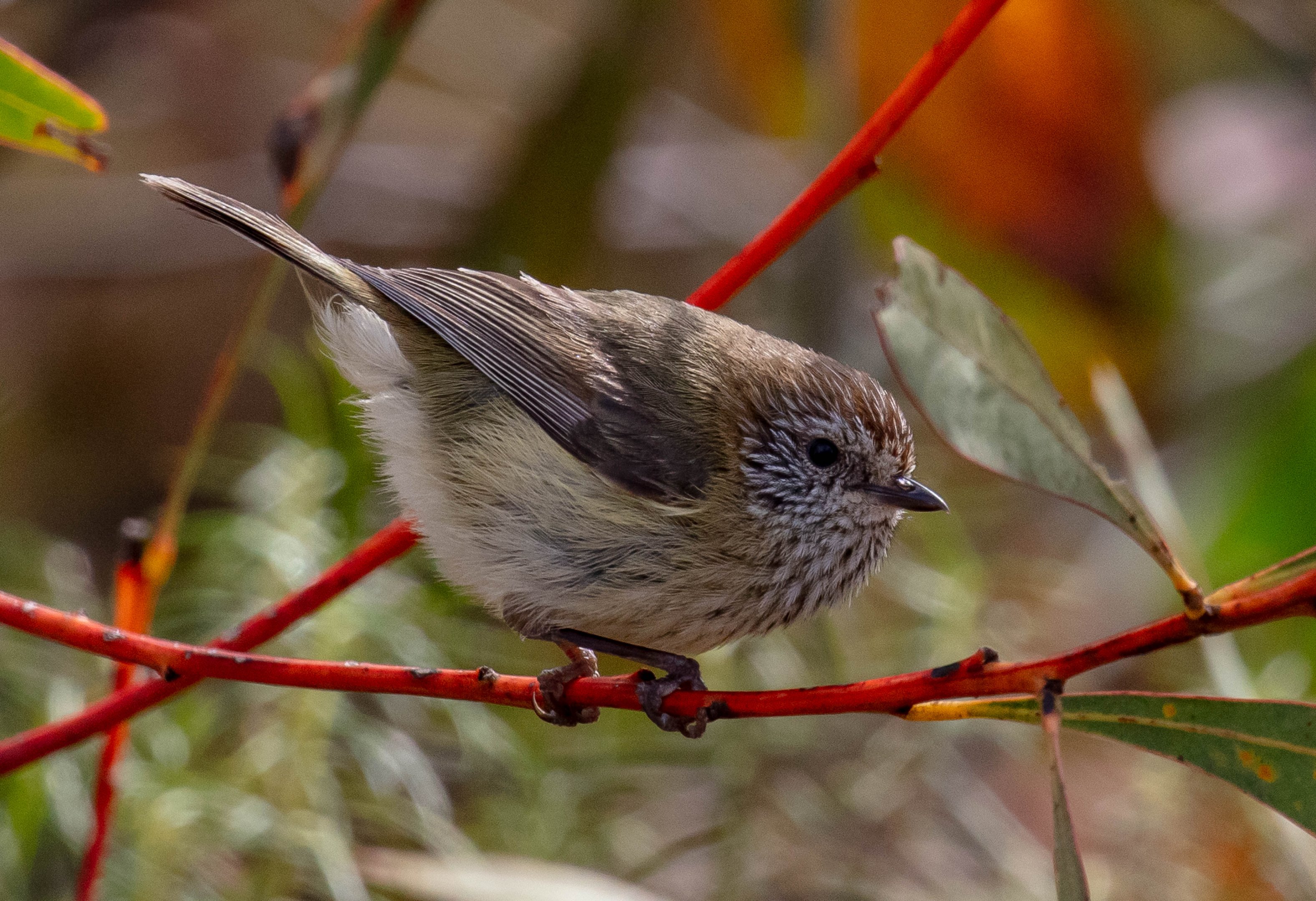 Striated Thornbill