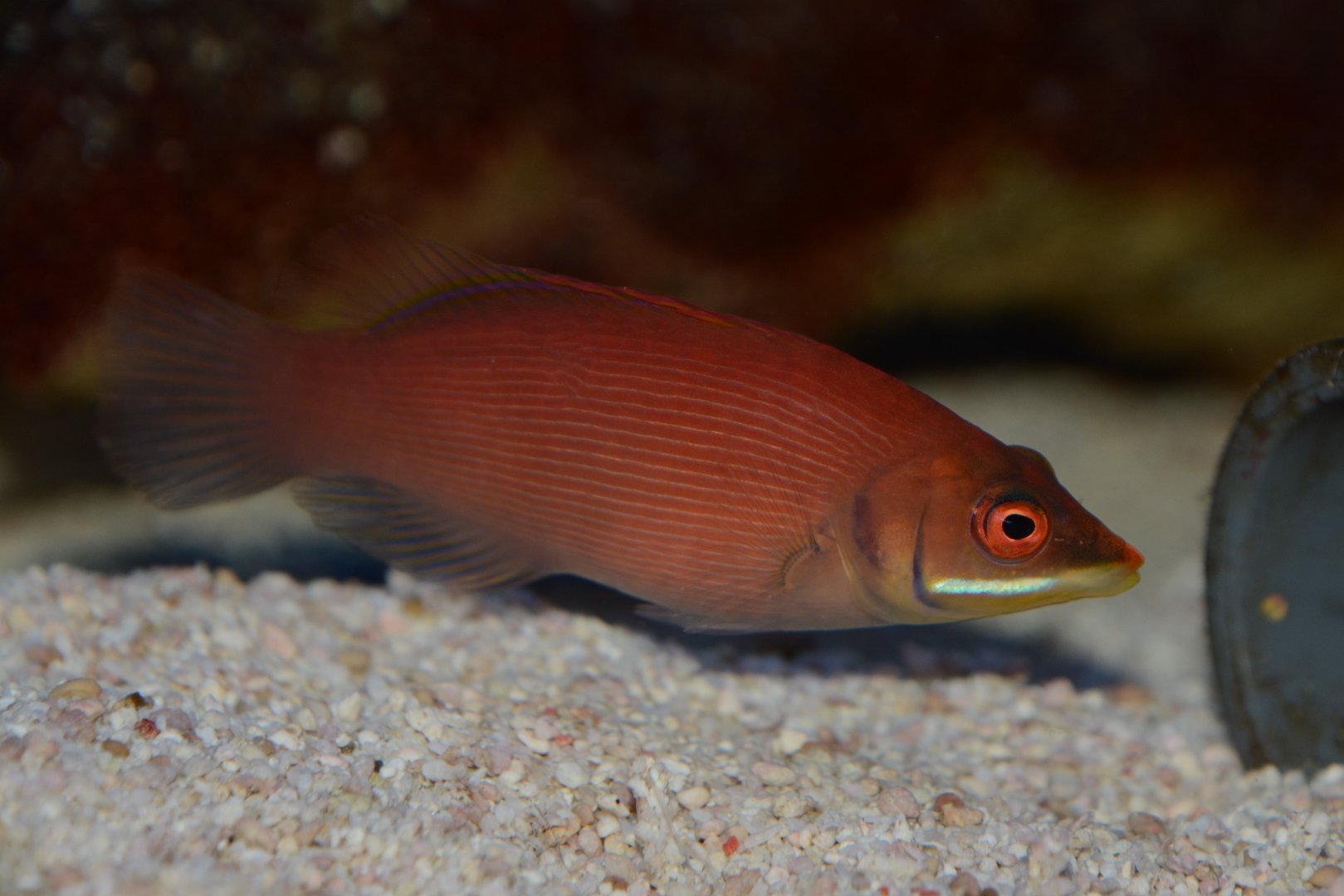 Striated wrasse (Pseudocheilinus evanidus)