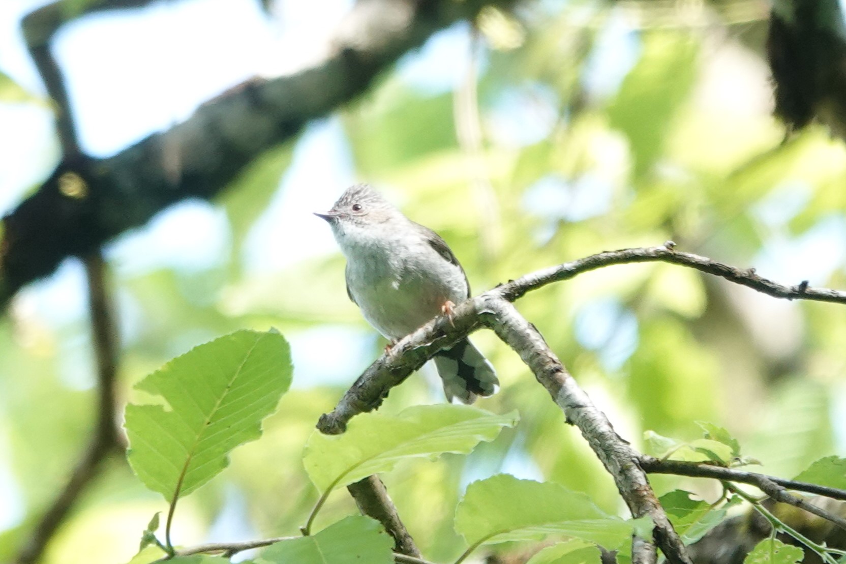 Striated Yuhina