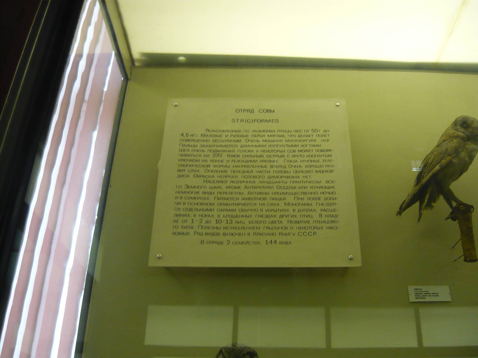 Strigiformes exhibit info board
