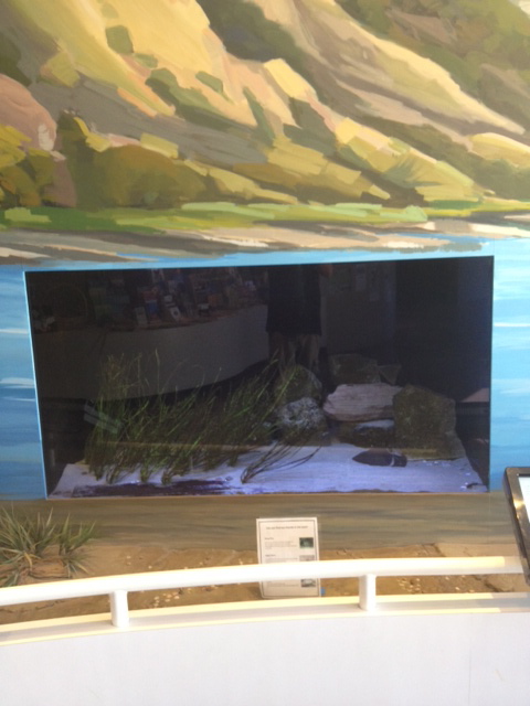 String ray, Sand star, and Striped mullet tank