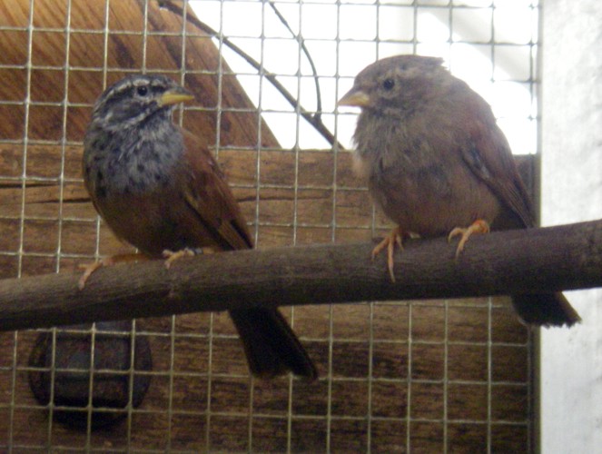 Striolated Buntings (Emberiza striolata)