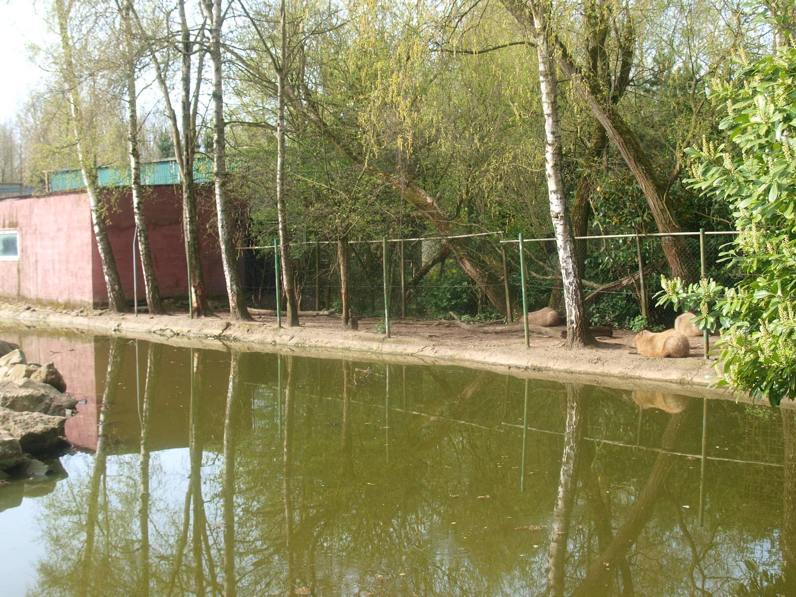 Strip of land for the capybara (April 19th, 2015)