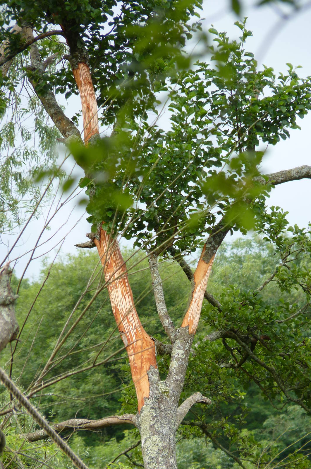 Strip The Willow, Orangutan Island, July 2012