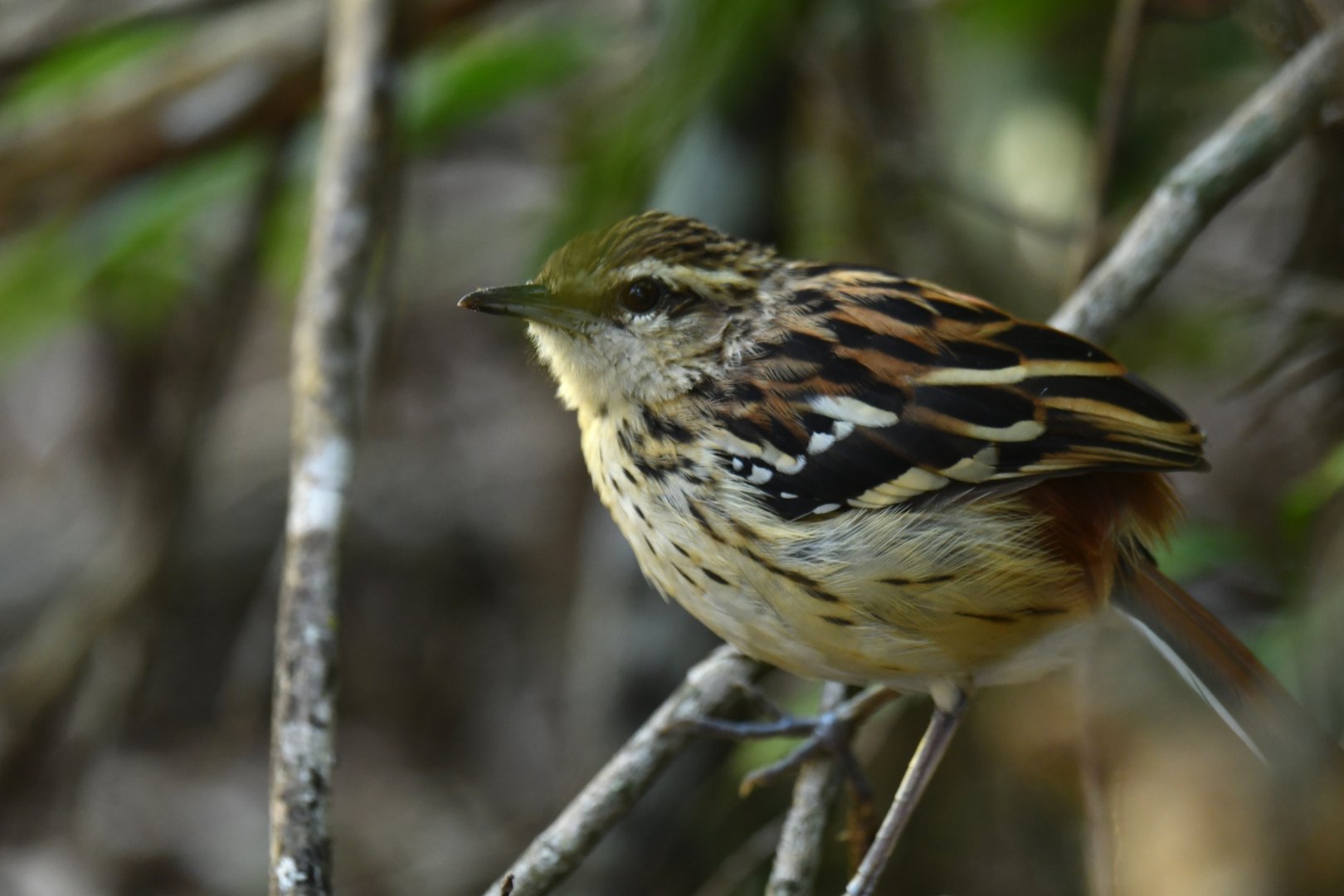 Stripe-backed Antbird Myrmorchilus strigilatus