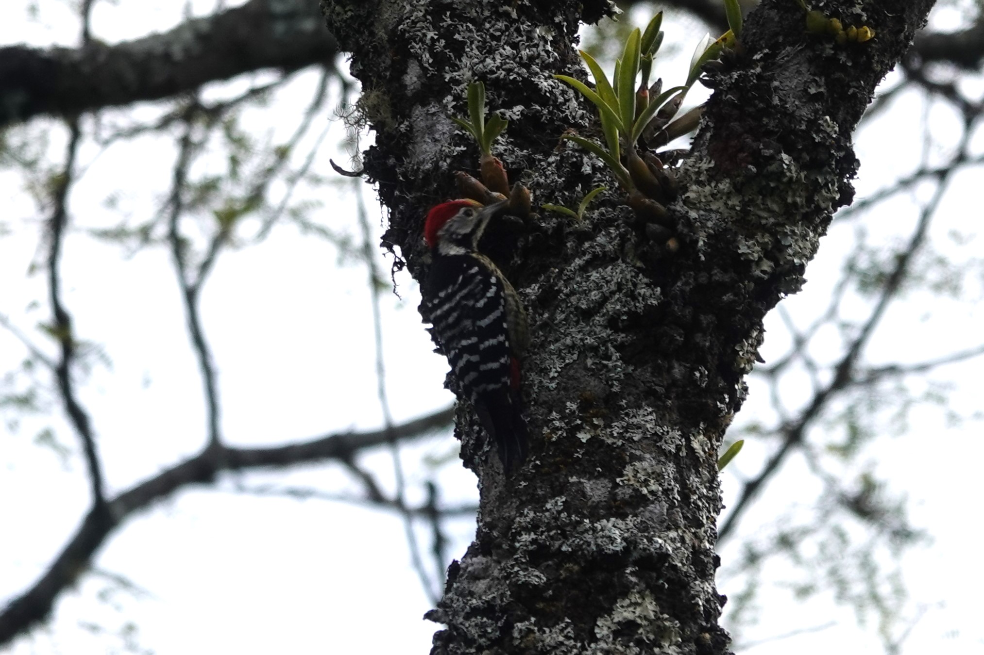 Stripe-breasted Woodpecker