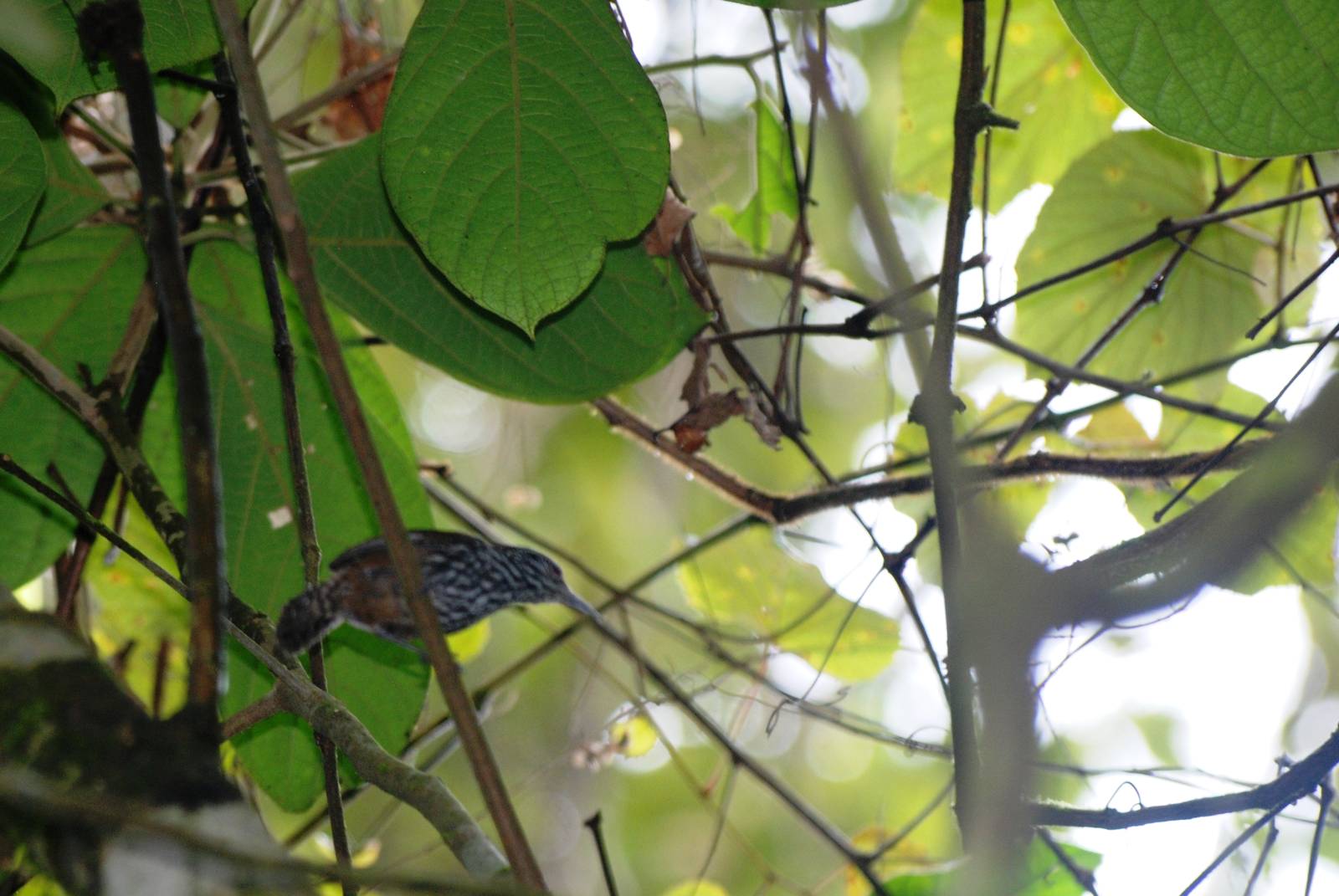 Stripe-breasted Wren at Arenal, 18/04/14