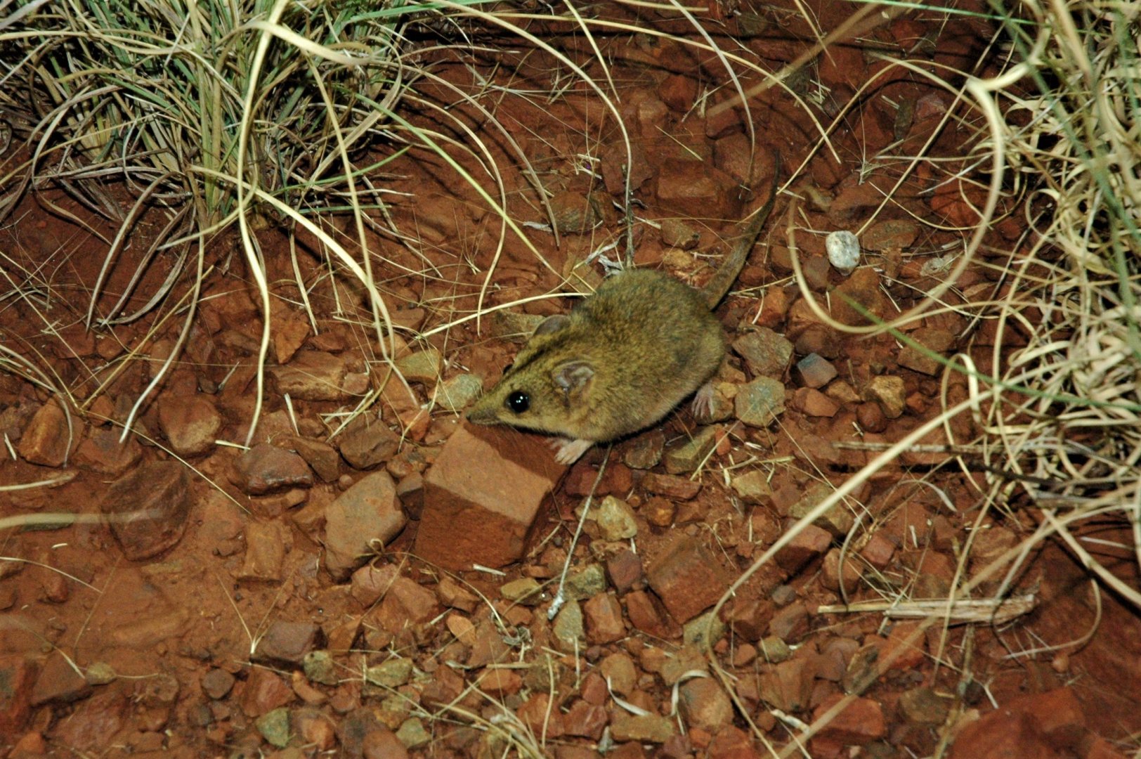 Stripe-faced Dunnart (Sminthopsis macroura)