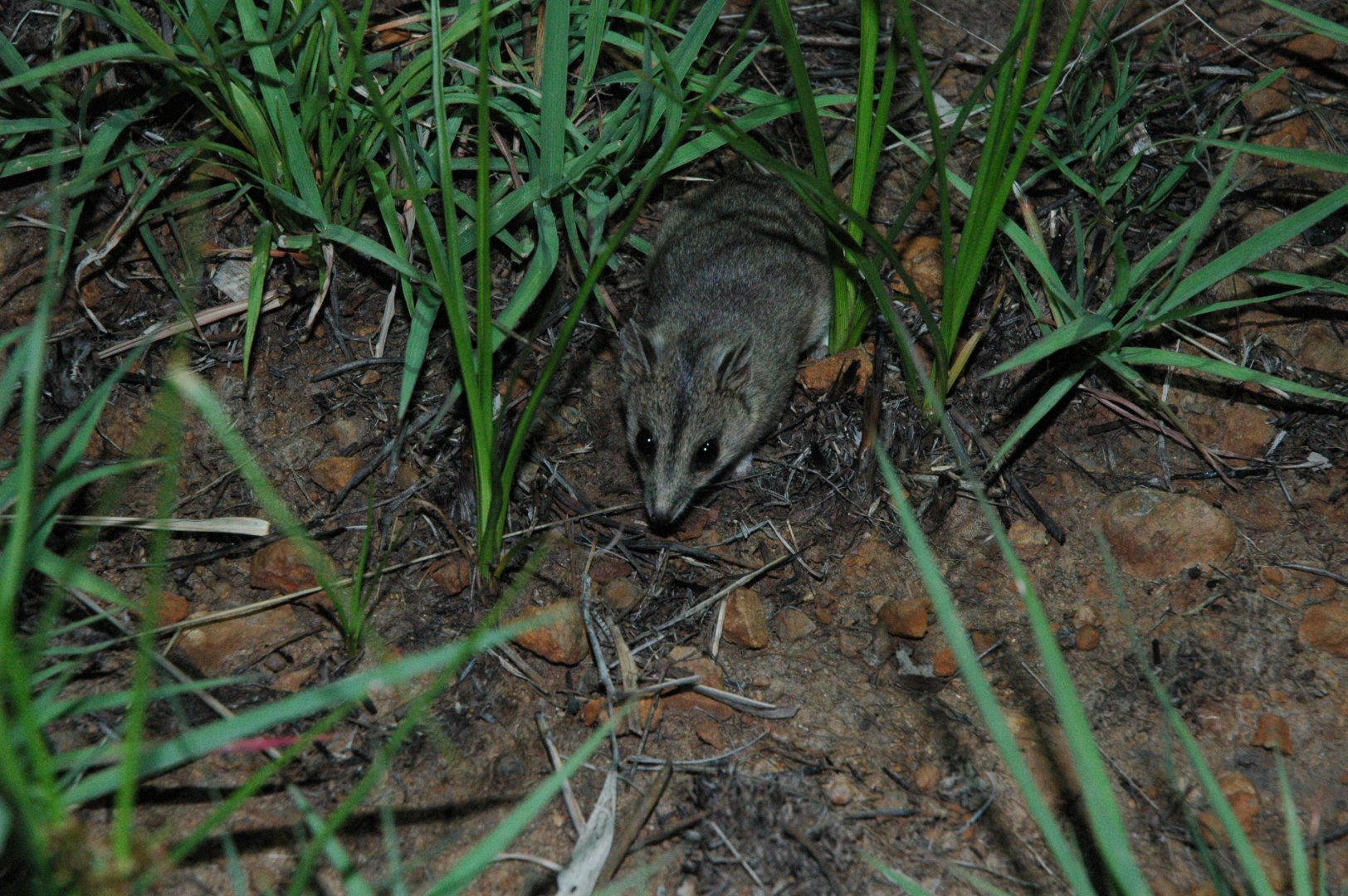 Stripe-faced Dunnart (Sminthopsis macroura)