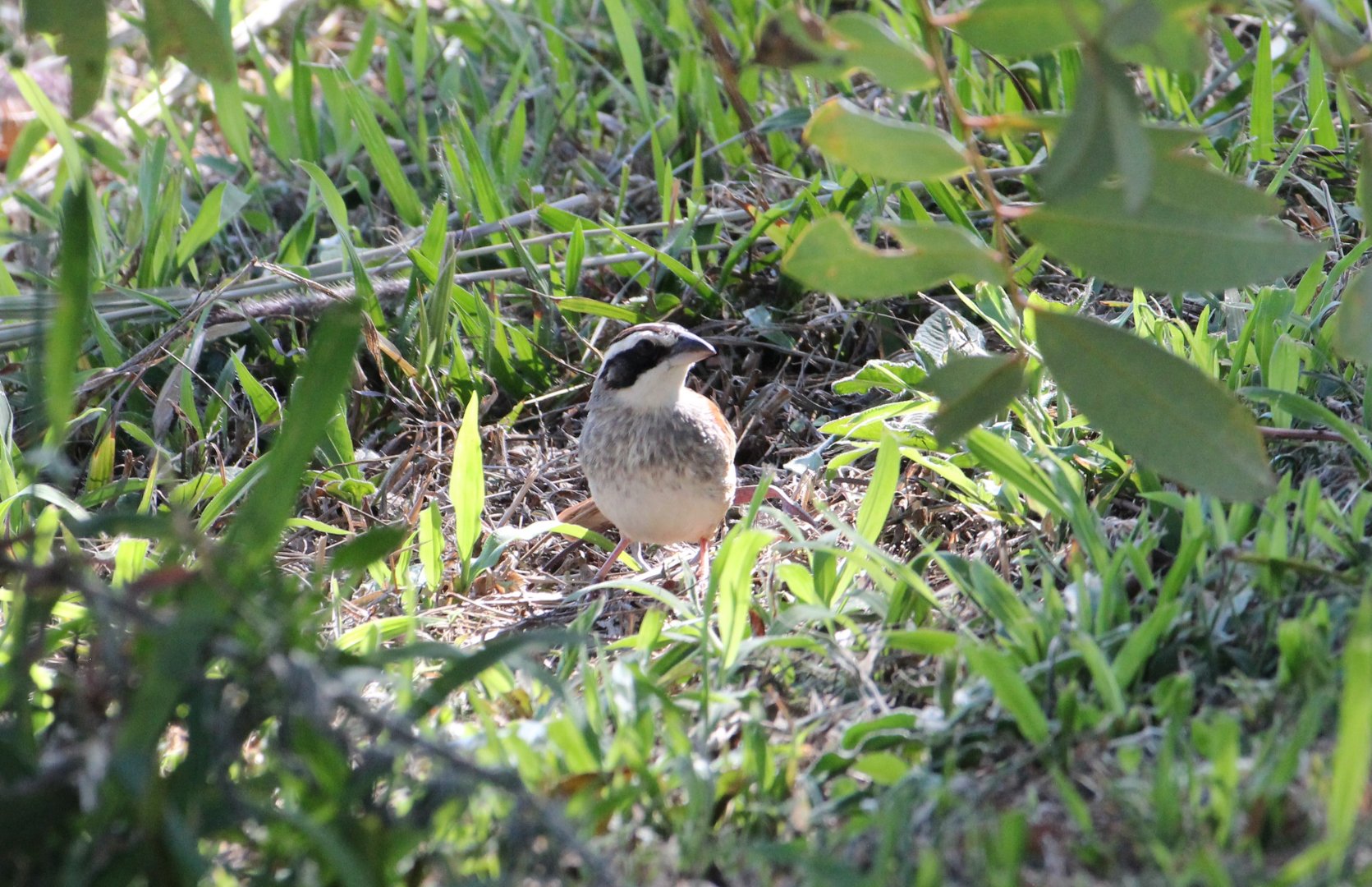 Stripe-headed Sparrow