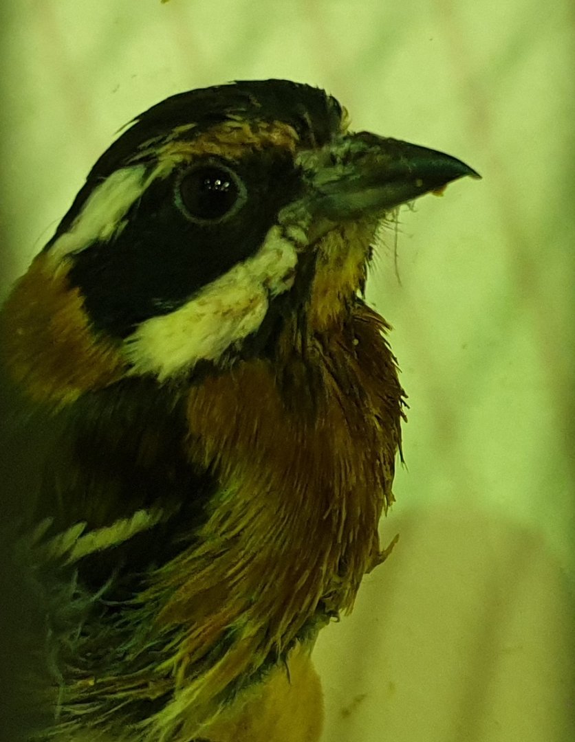 Stripe-headed tanager - male